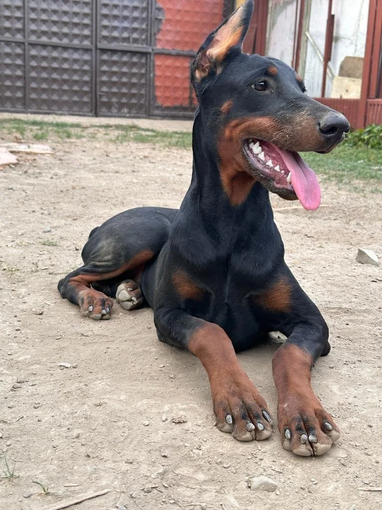Doberman Pinscher lying on dirt ground with tongue out