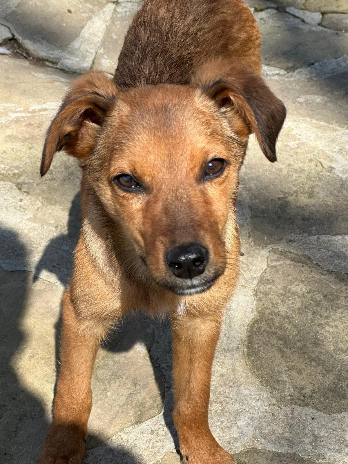 Rescue-dogs-for-adoption