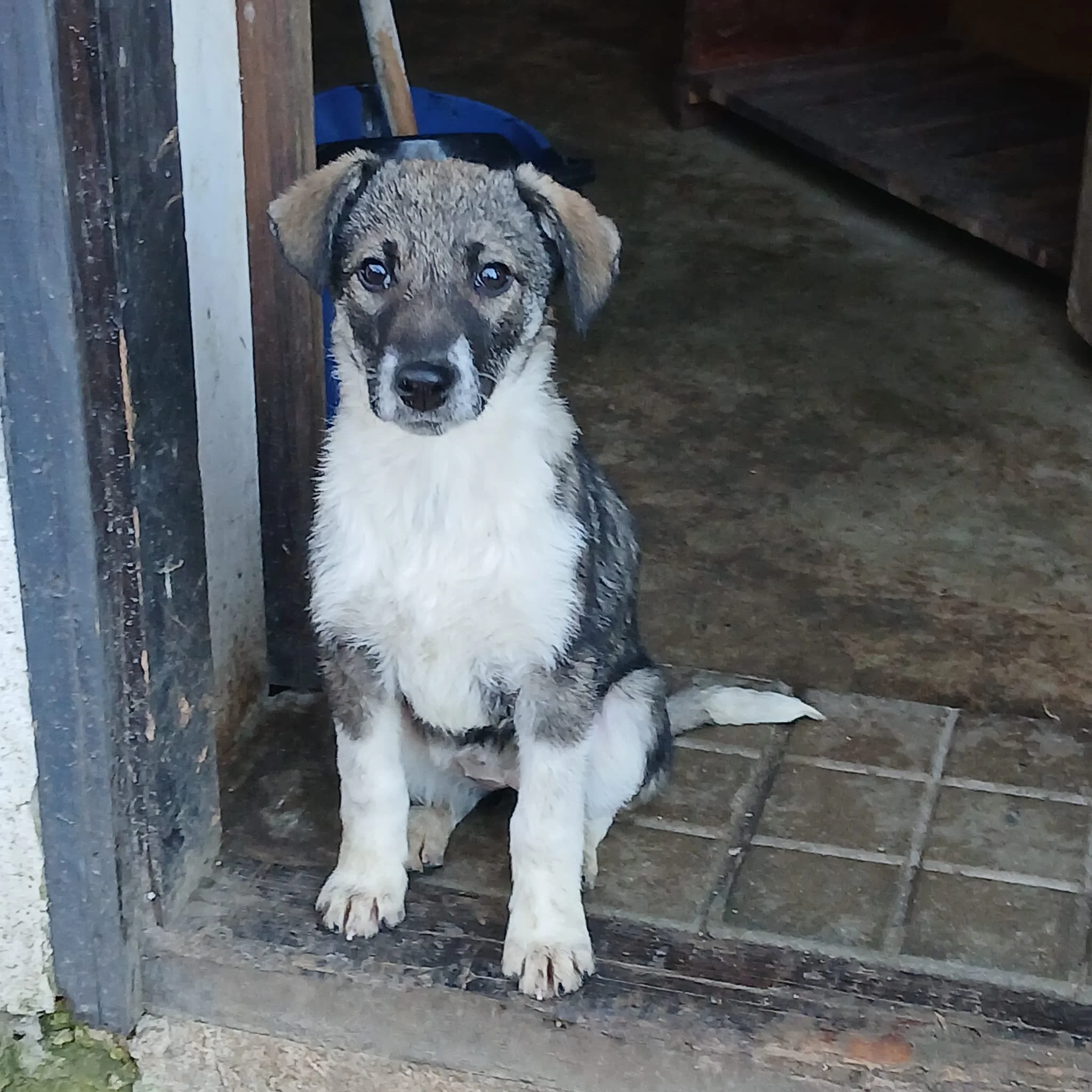 dogs for adoption and rescue