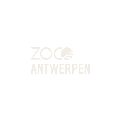Zoo Antwerpen – klant bij Stormbrein voor promotievideos en social media content