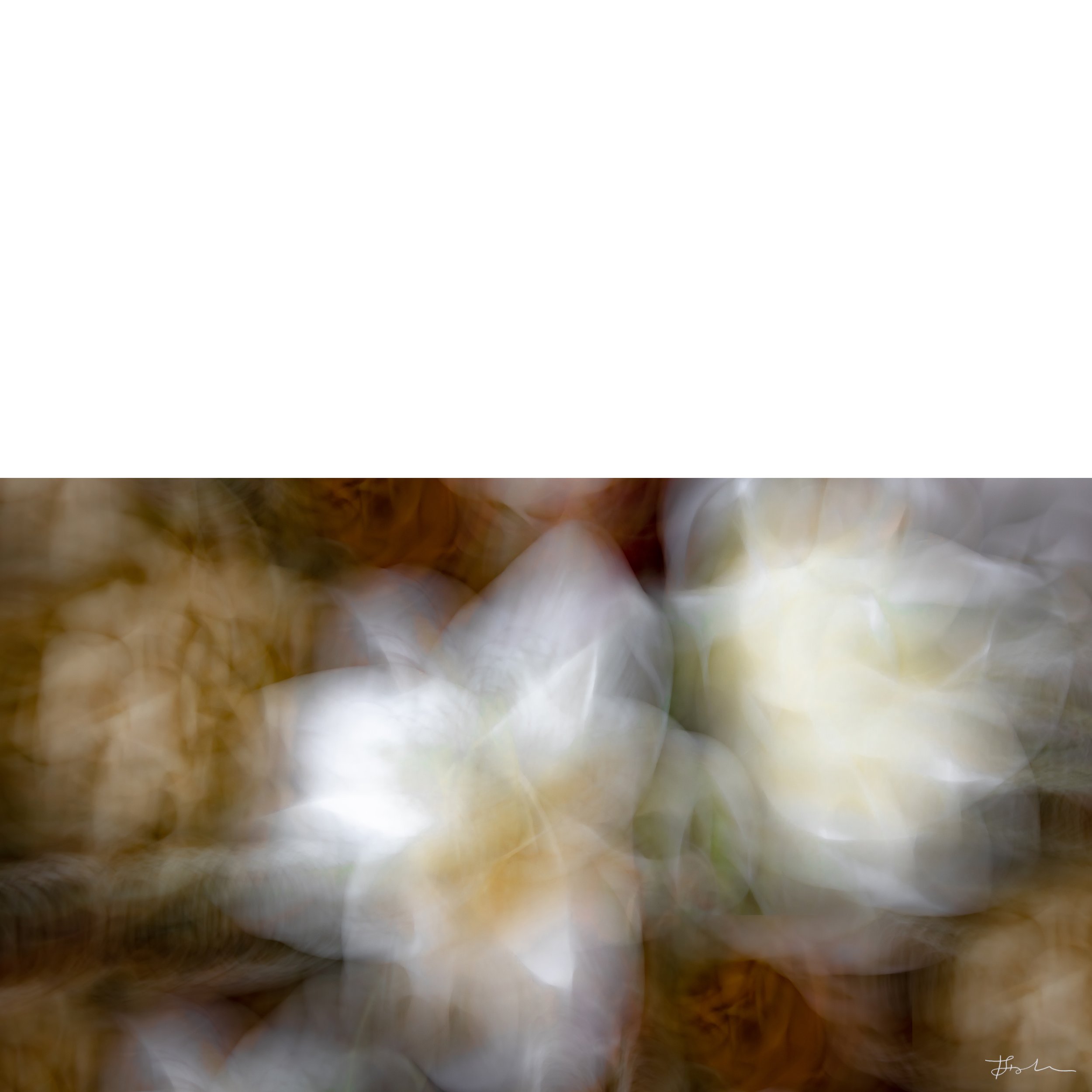 052-Lily in the Clouds_SQ-B.jpg