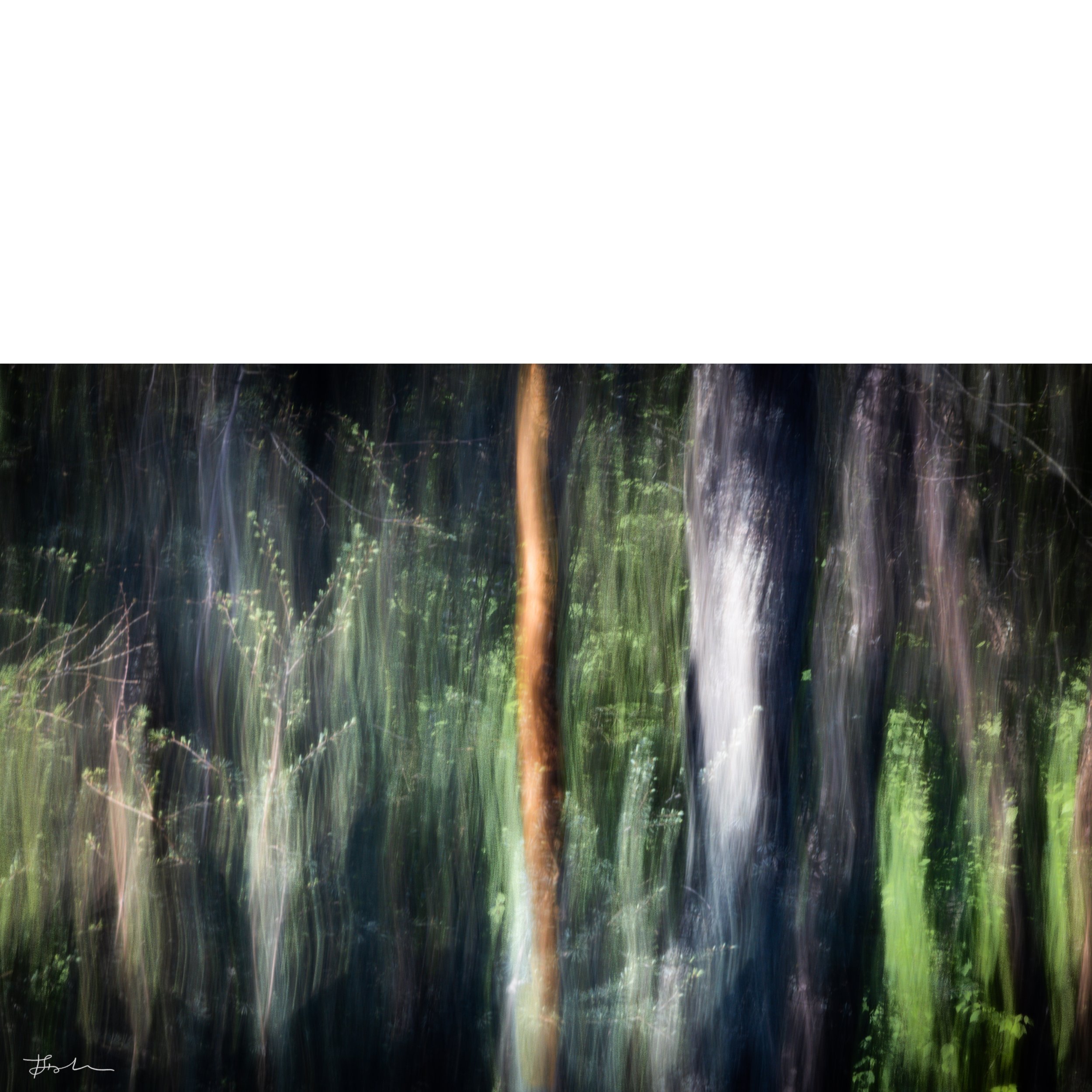 047-The Forest in my Dreams_SQ-B.jpg