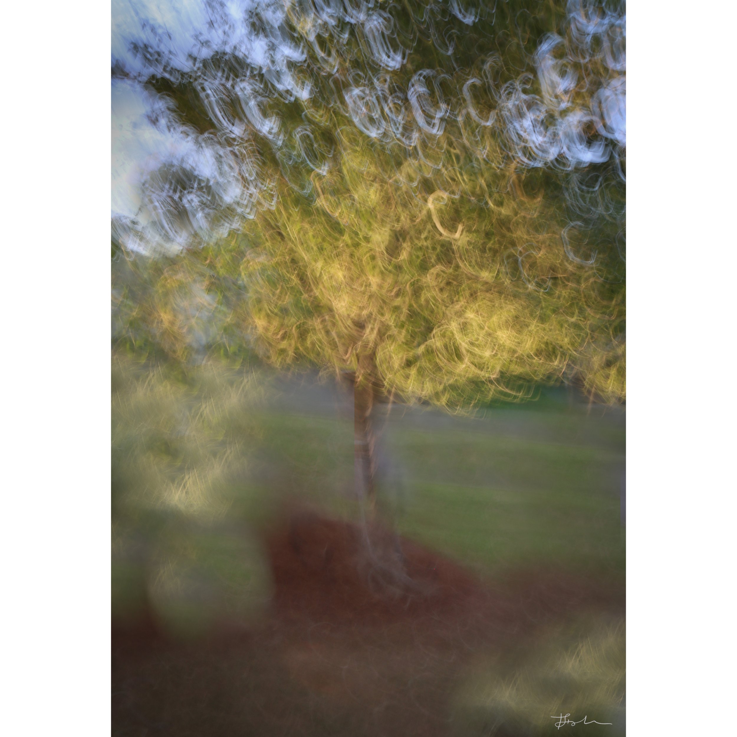 082-Dogwood in Spring_SQUARE.jpg