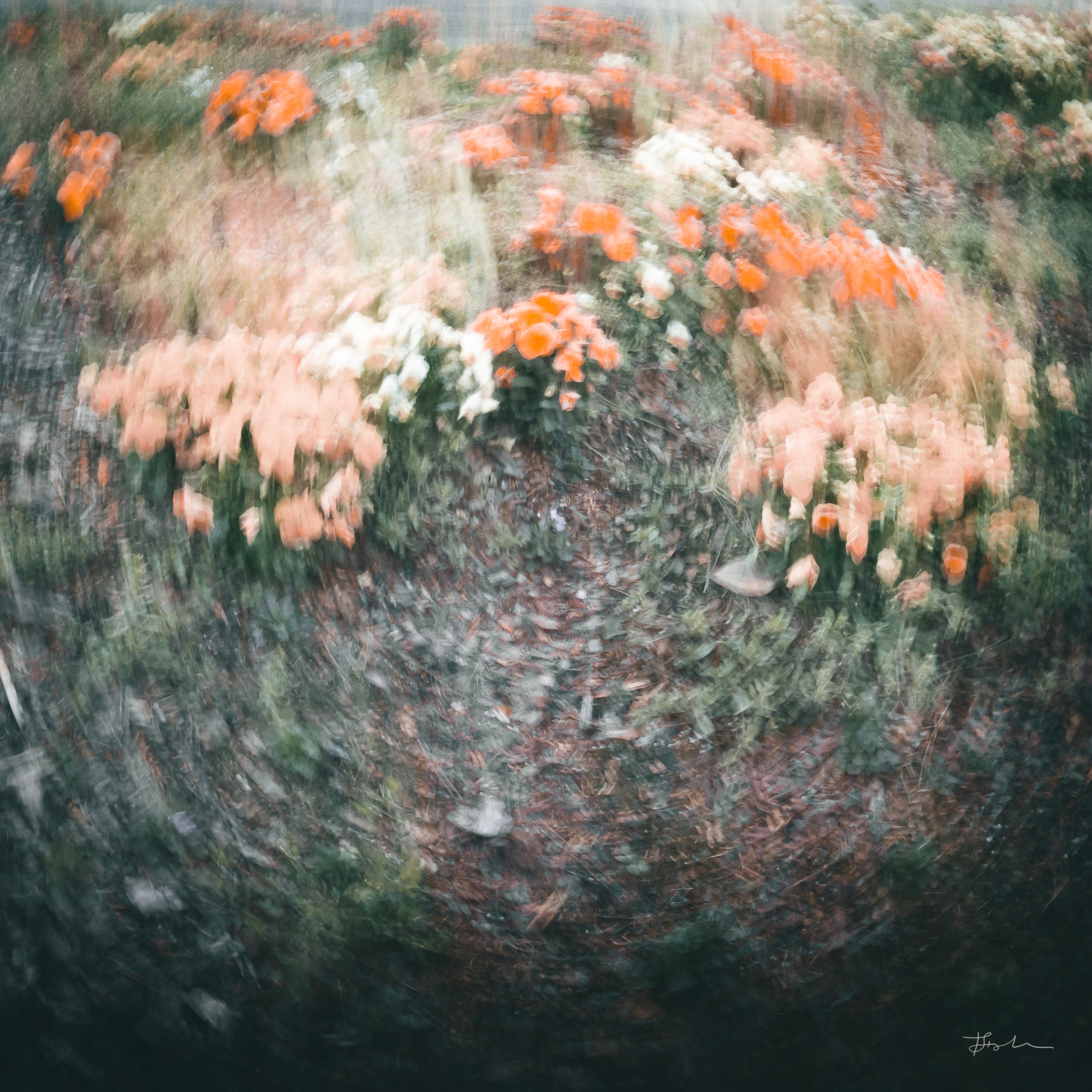 051-Dizzy Daisies_SQUARE.jpg