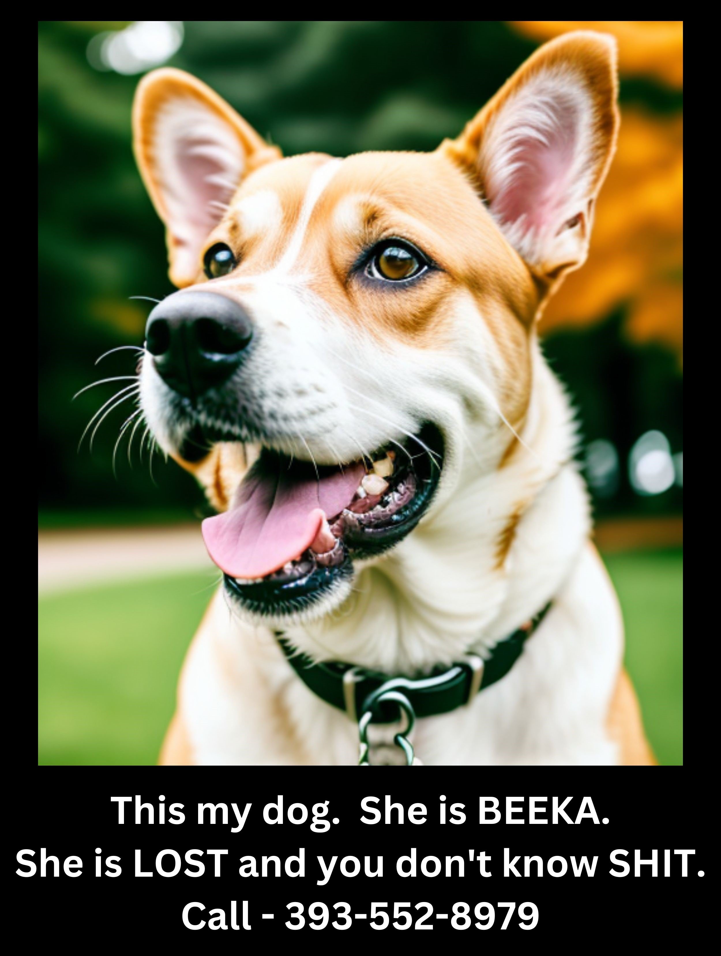 my-dog-Beeka-is-lost.jpg