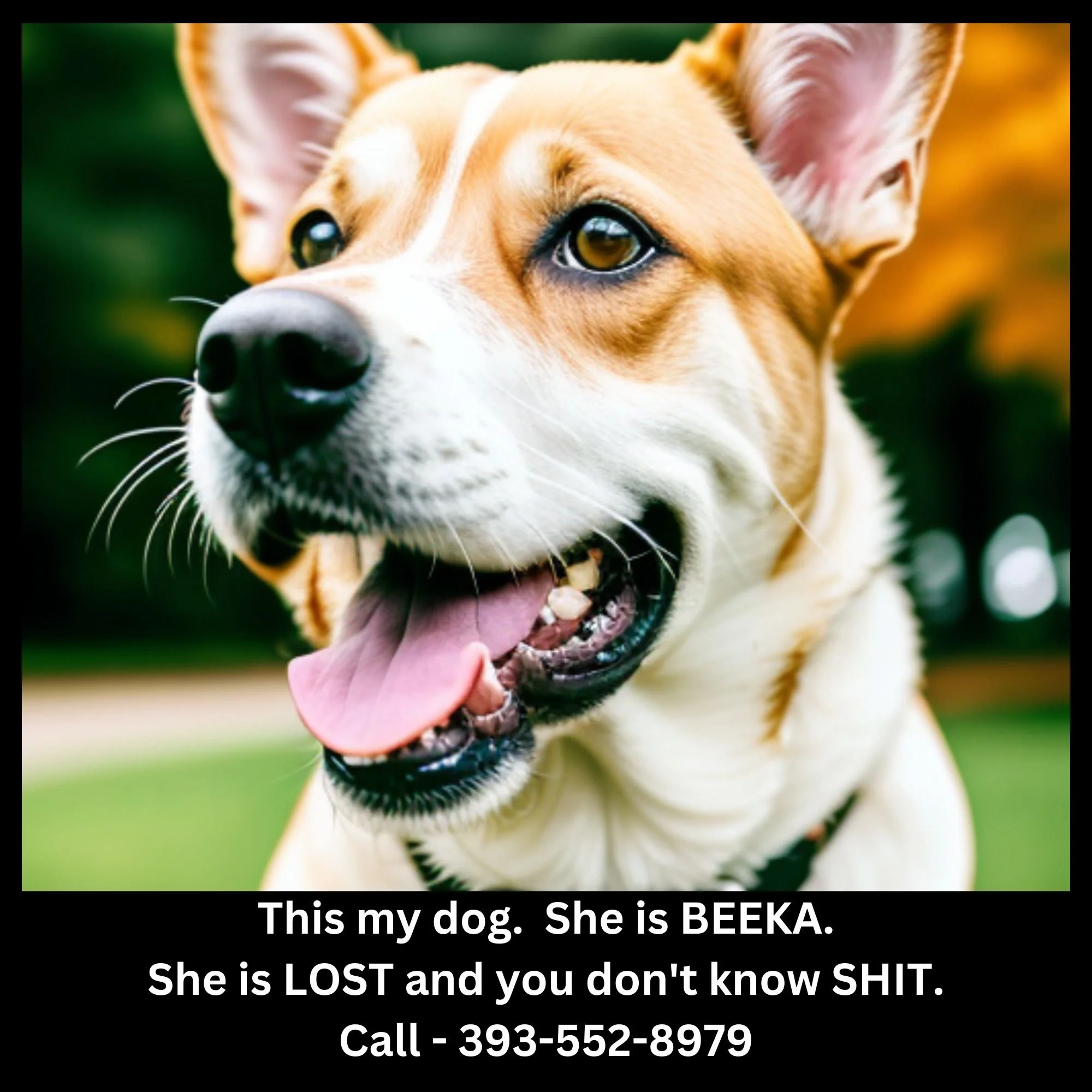 This My Dog - She is Lost.