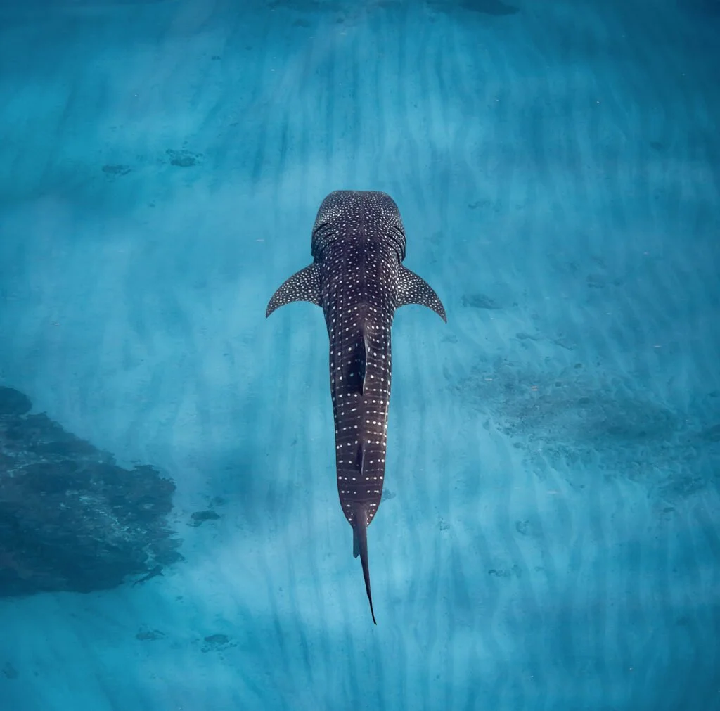by-georgie-the-tailor-sal-salis-ningaloo-reef-whale-shark.jpg