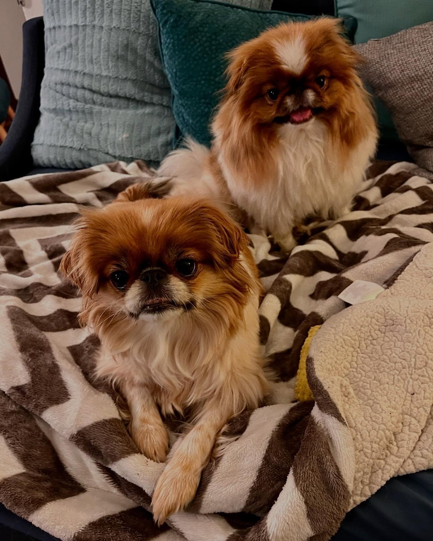 Seeking Art Camp 504 family to adopt two Japanese Chins! πΆπΆ Meet Bonnie & Clyde - they are three years old, super sweet, love kids, and are looking for a new home. They have been living with Irene’s uncle (mom of Pop Tart and Remi), who i