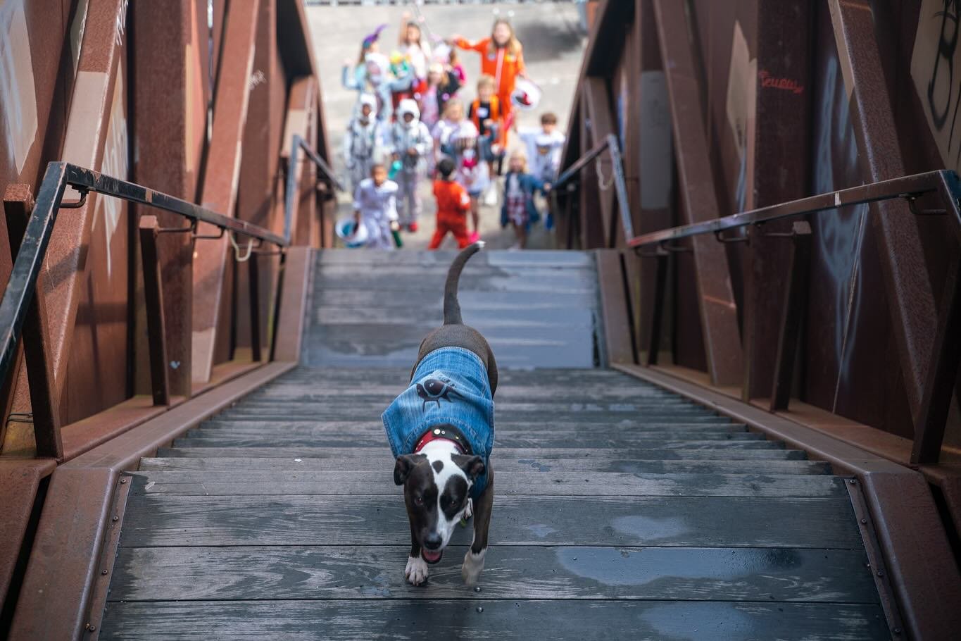 Behind the scenes from the very first Freddie & the Chins music video! Filming on location… the tracks, slab, rusty rainbow. Much anticipated hit single release coming soon! 🐶🎸🐶
Thank you @fanggore_artz and @alex.andre.photography for
