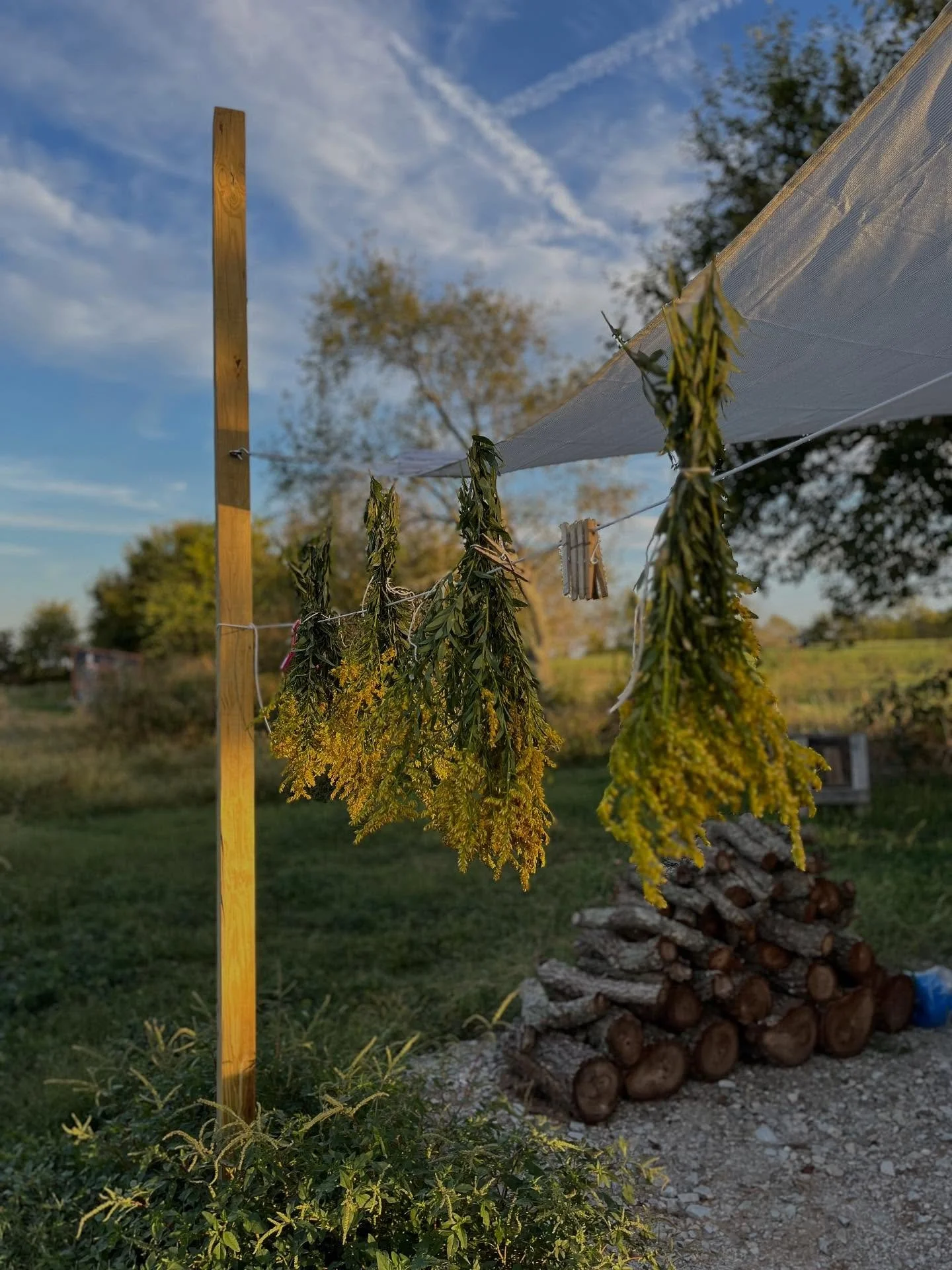Obsessed with goldenrod this season. It started coming up in little pockets around my property and I could tell if it was ragweed till it began more prolific and I could get to via my walking paths. It has become abundant and is a great source of nec
