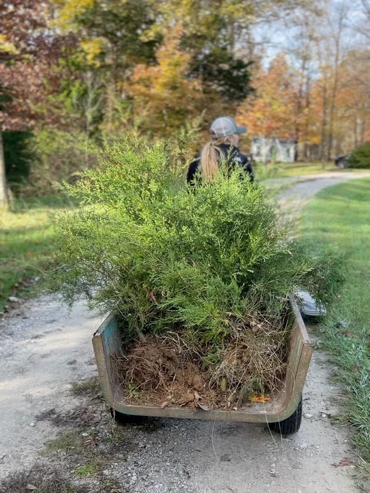 Happy Samhain and the Celtic new year! Today, my dad, sister, and I transplanted 13 trees from my parent&rsquo;s property to my land. 13 in Celtic mythology represents feminine energy, fertility, and renewal. Cedar and sycamore are two of my favorite