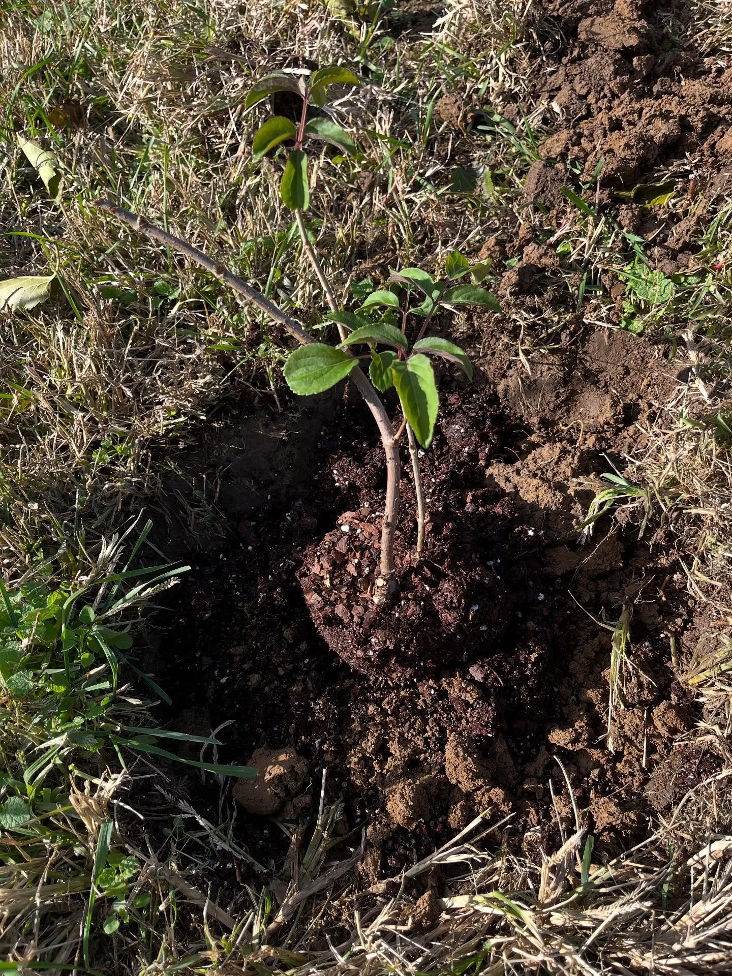 I planted six elder trees today. Elder trees are fascinating and have rich folklore and mythological history. The Elder Moon is represented as the 13th month in the Celtic calendar (Nov 24-Dec 23). The ancient Irish alphabet, ogham, has symbols that 