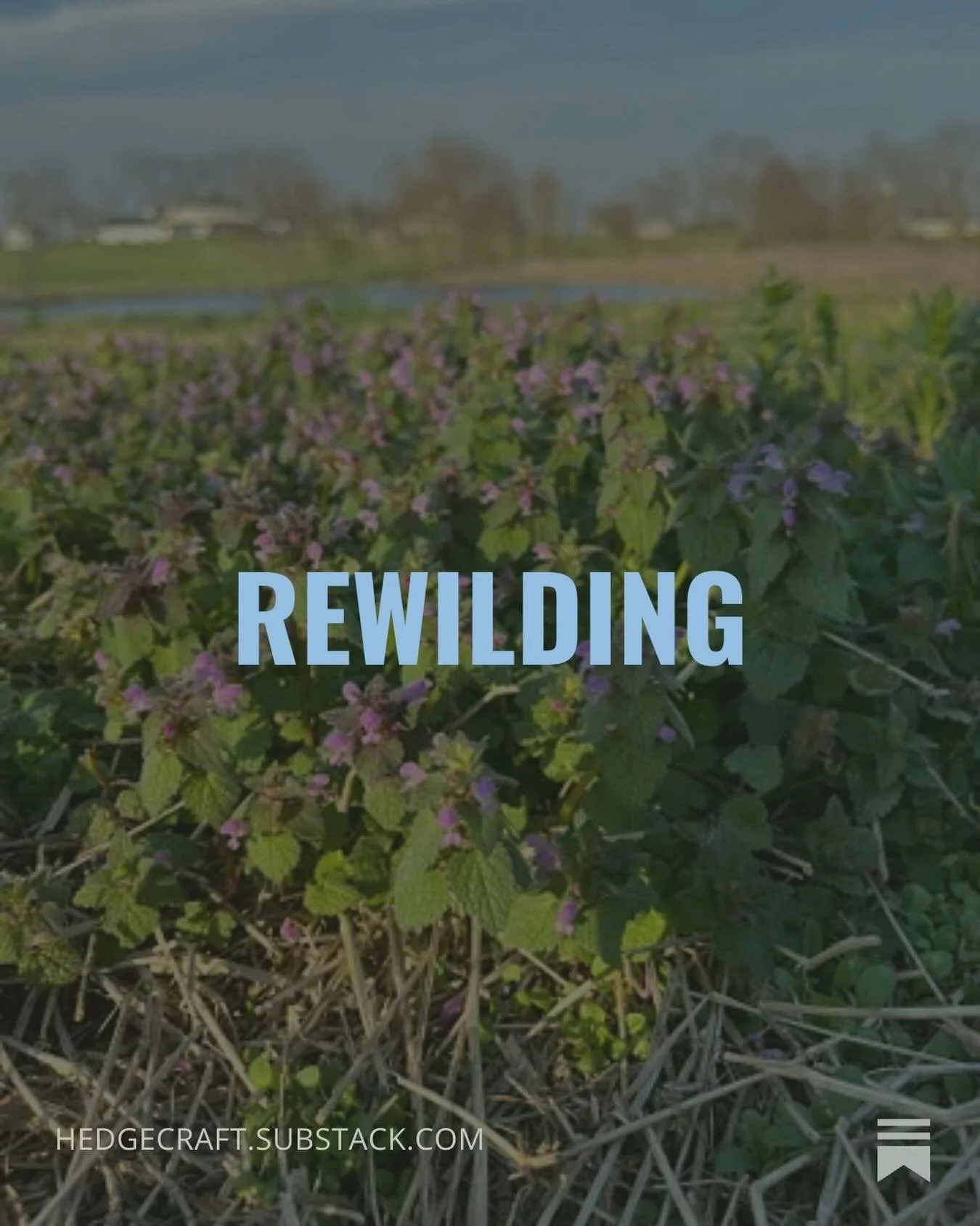 Friday was the international day for rewilding. I posted a recap of my past year of rewilding but also wanted to take some time to talk about what rewilding means for my life and land. The vision of my care farm is to rewild flora, fauna, and folks a