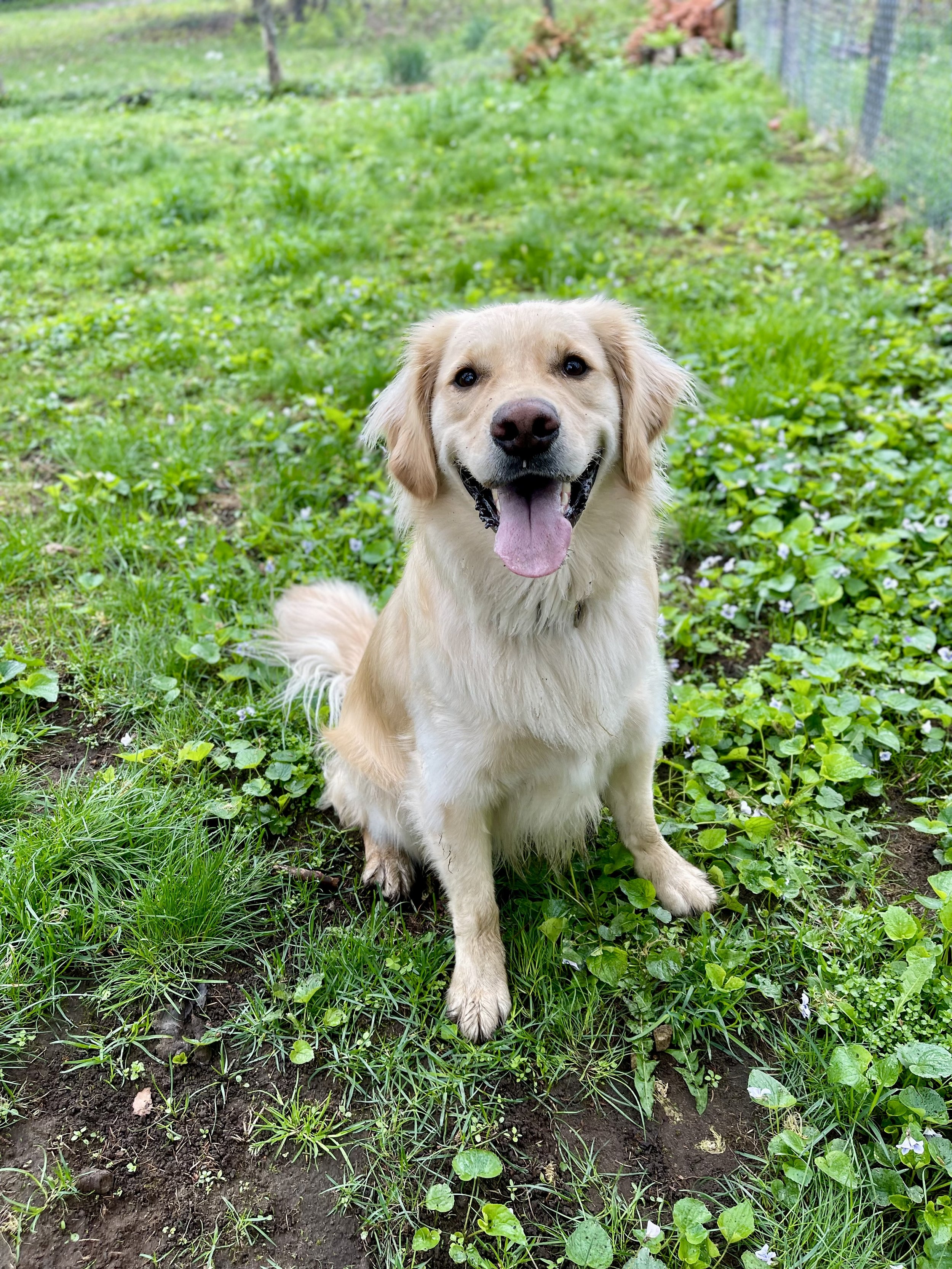 A happy golden retriever dog sitting on grass and dirt in a garden, smiling with tongue out, surrounded by green plants and small flowers.
