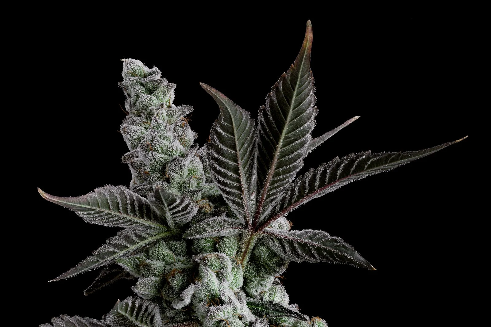 frost factory sherb cocktail 3-Edit-Edit-Edit-2.jpg