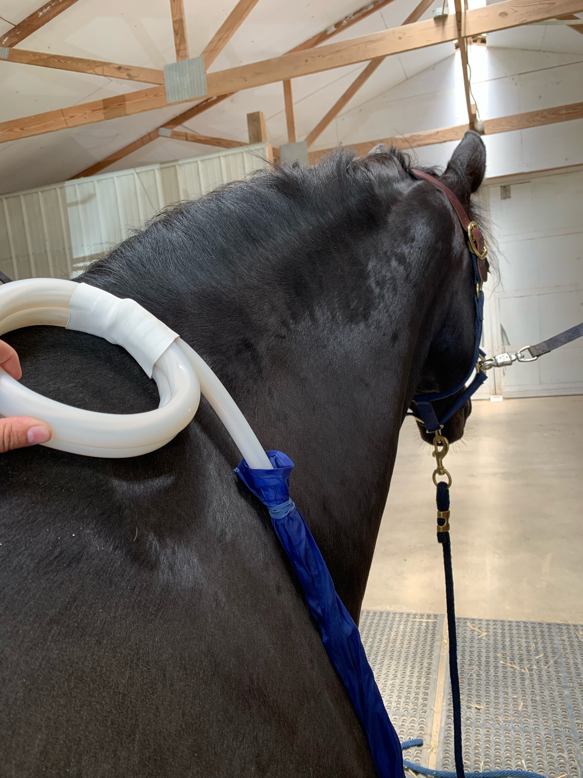 Equine PEMF Therapy