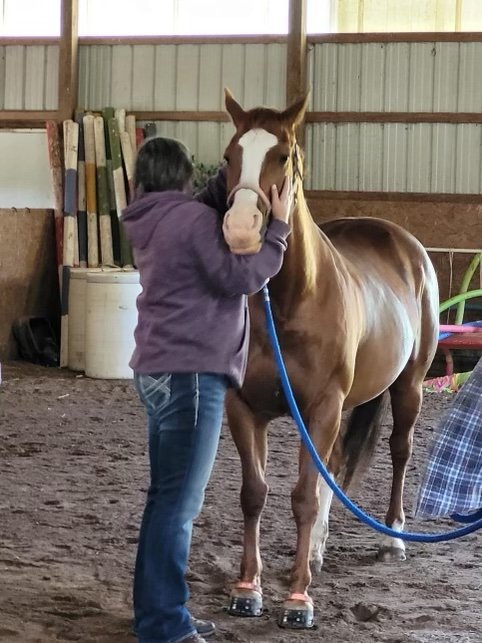 PEMF Therapy for Horses in Carroll County Indiana