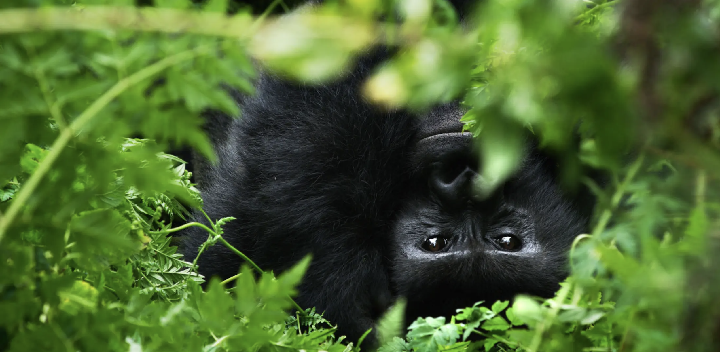 OKRs for a Shared Mission
MASS Design Group uses OKRs to help build a stronger and safer future for mountain gorillas.