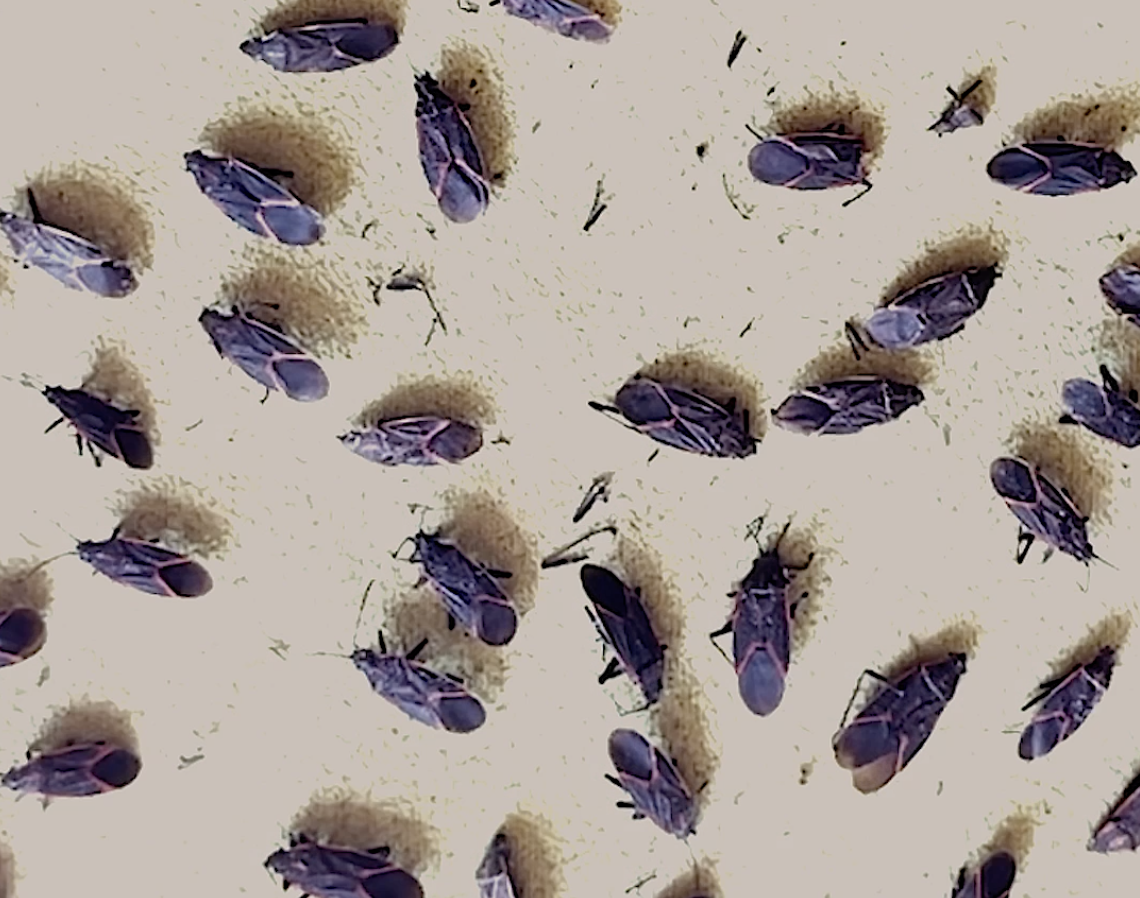 Mixed Media Animation
