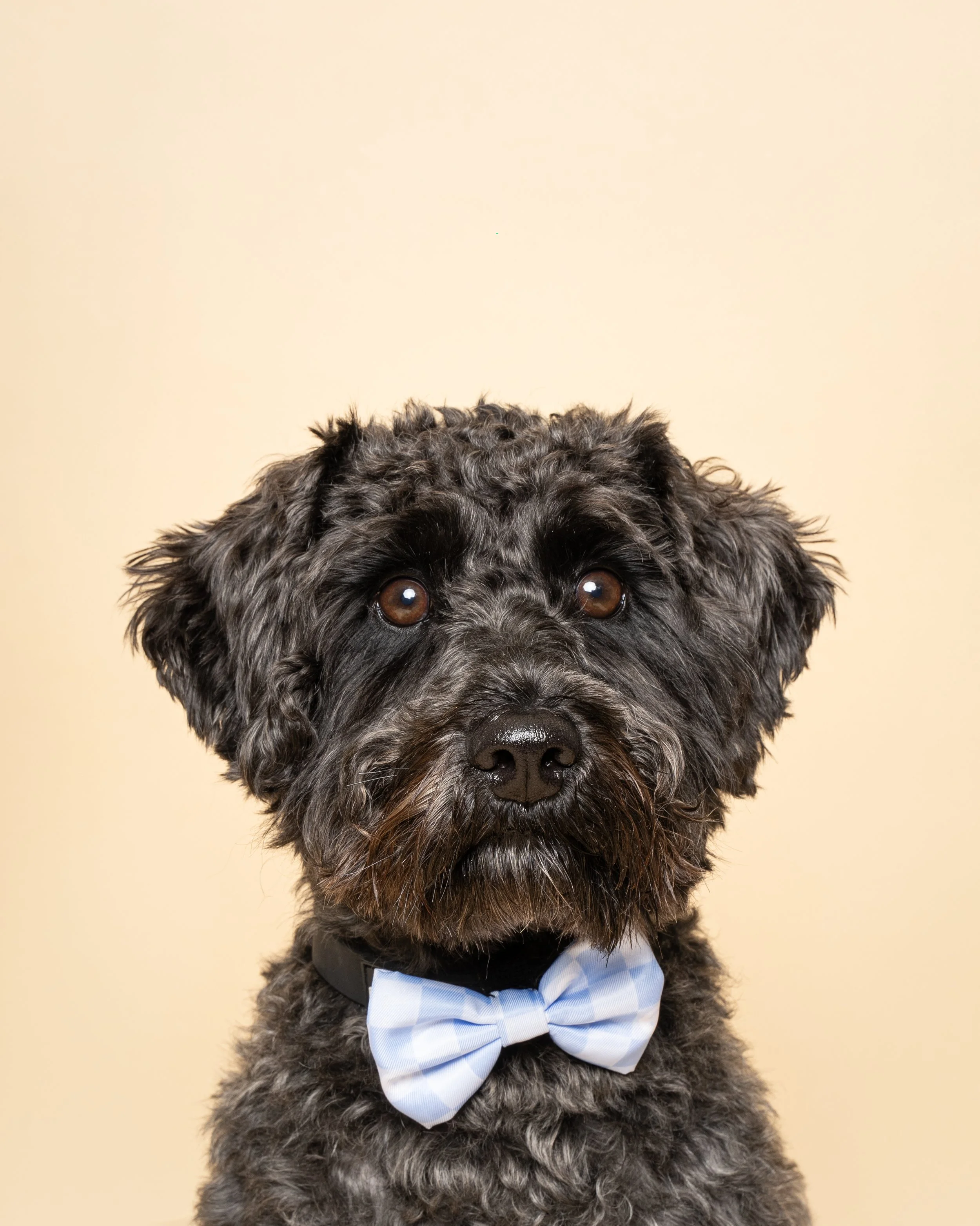 A black curly-haired dog wearing a light blue and white checkered bow tie, looking directly at the camera with a neutral background.