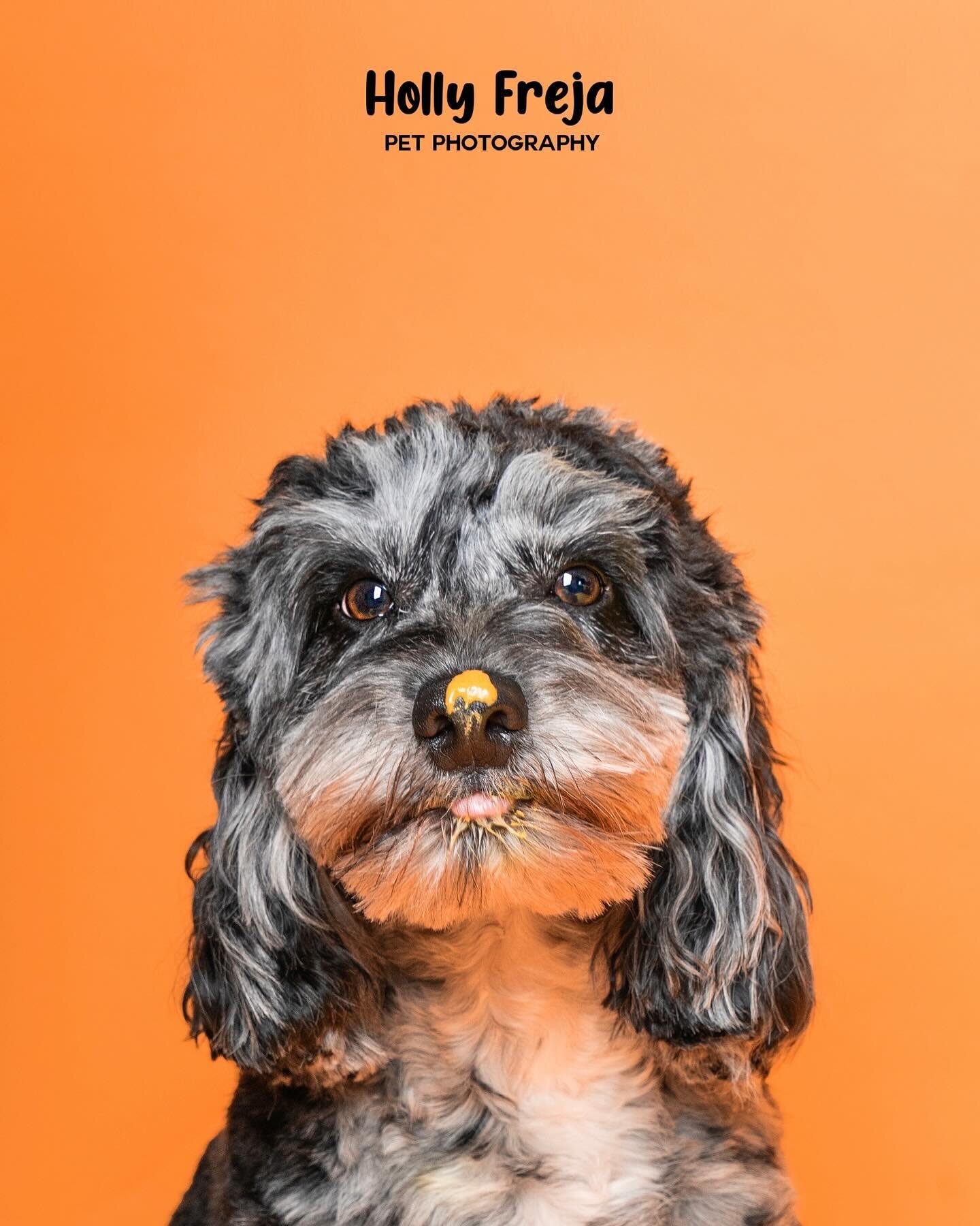 Capture the essence of your furry friend in a timeless portrait! 🐾✨ Ready to book a personalised pet photography session? DM me now to schedule your session and let&rsquo;s create lasting memories together! 📸

🐶 #PetPhotography #CaptureTheLove #Bo