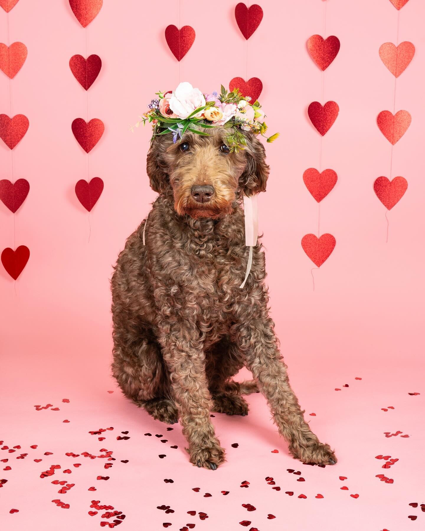 🩷 Valentines Mini Shoots! 🩷

This Valentines Day I&rsquo;m teaming up with Dogs Country Club to offer two days of mini sessions. Grab yourself a limited space and get your photos as a special Valentines gift for your loved one or yourself! (If you 