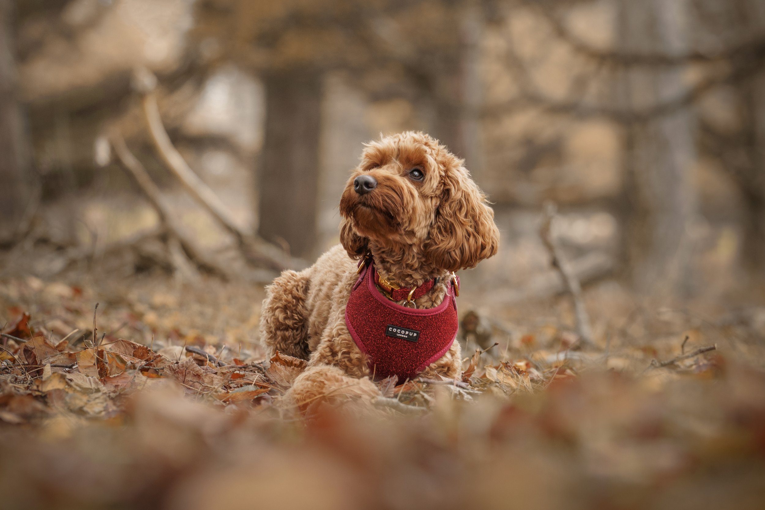 What to Expect From a Professional Dog Photography Session in Cheshire