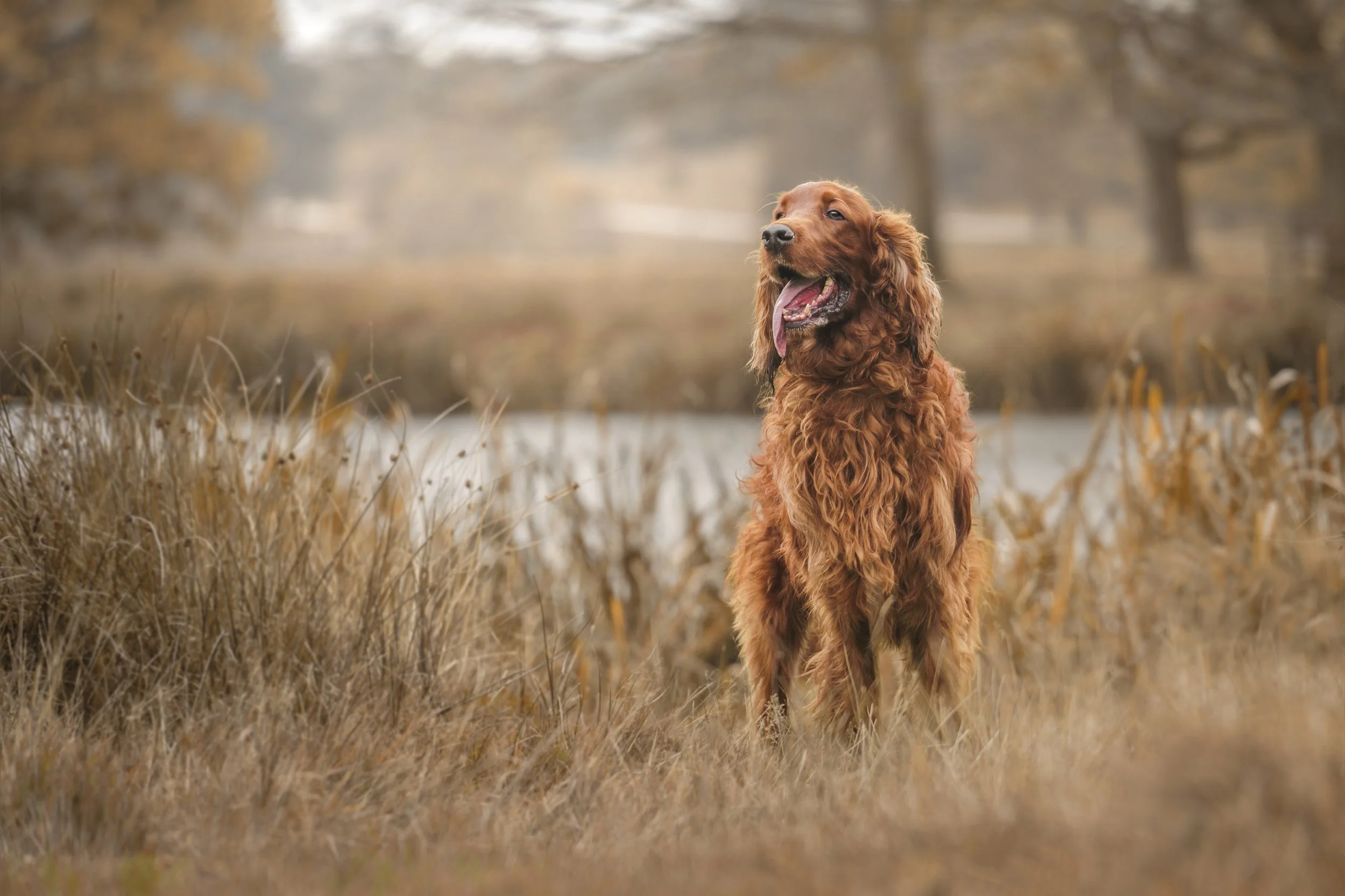 Why Professional Dog Photography Is About More Than Just images