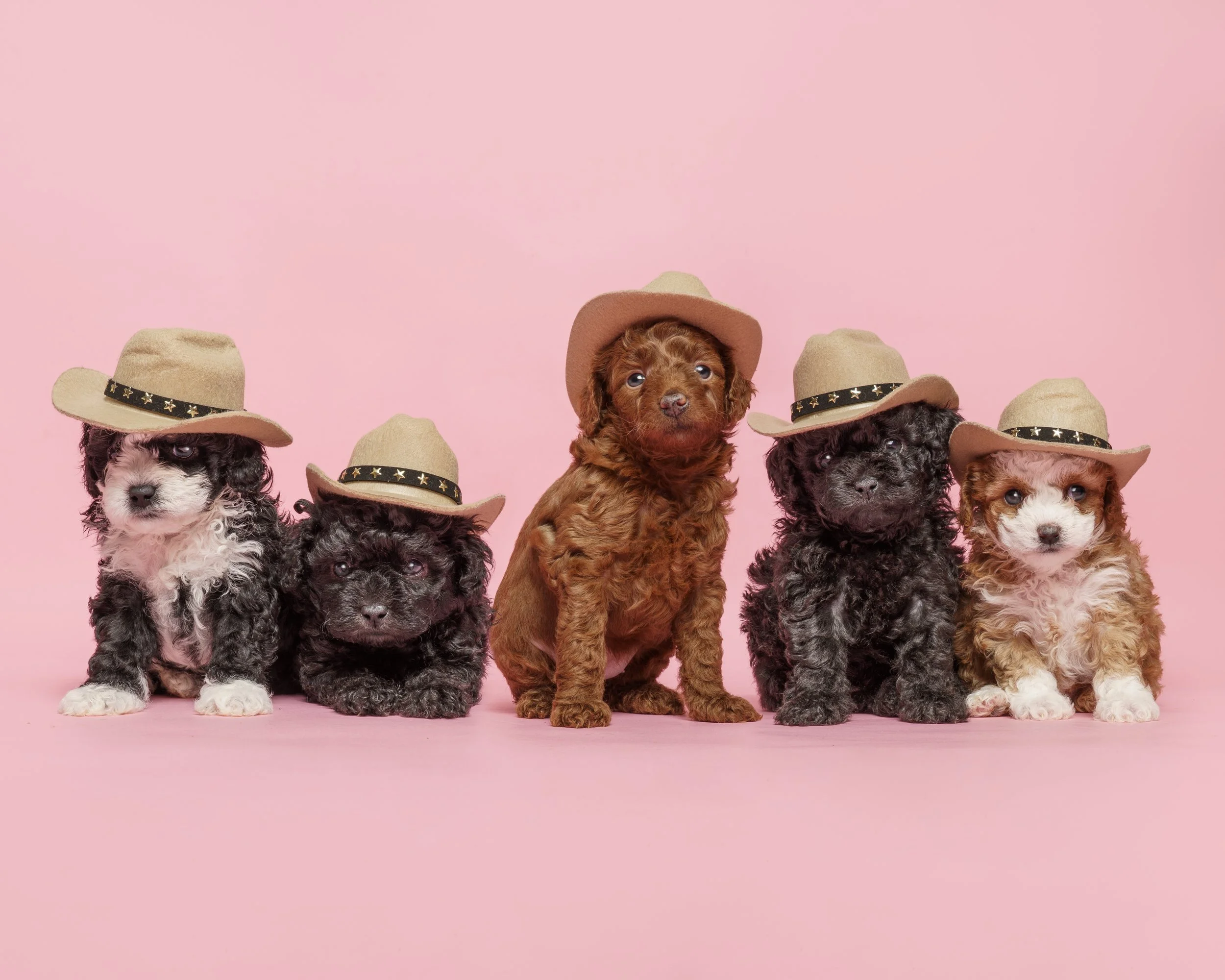 Pocket puppies london - puppies, Photography and…cowboys?