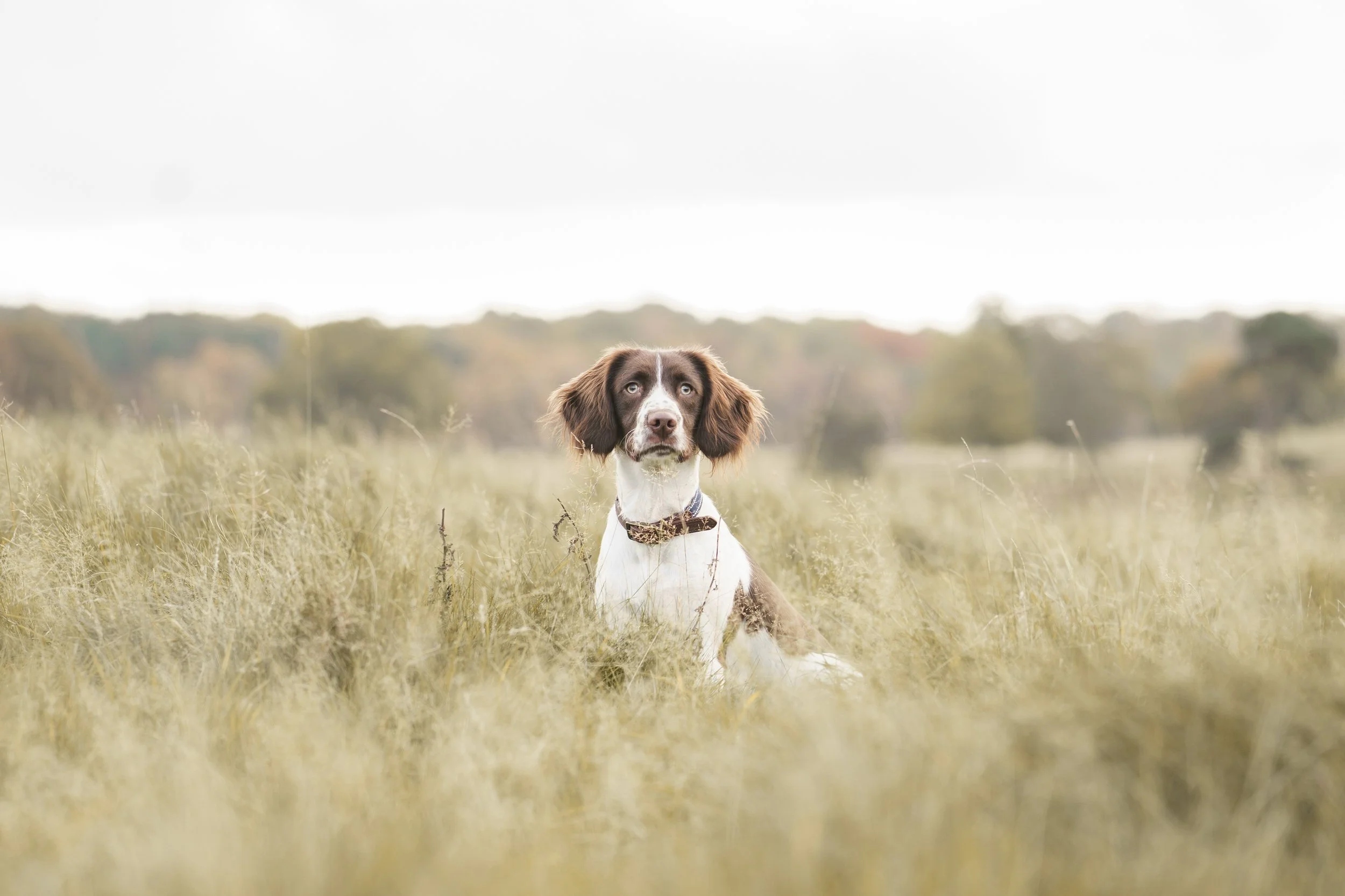 Brown and white Springer Spaniel in a green woodland