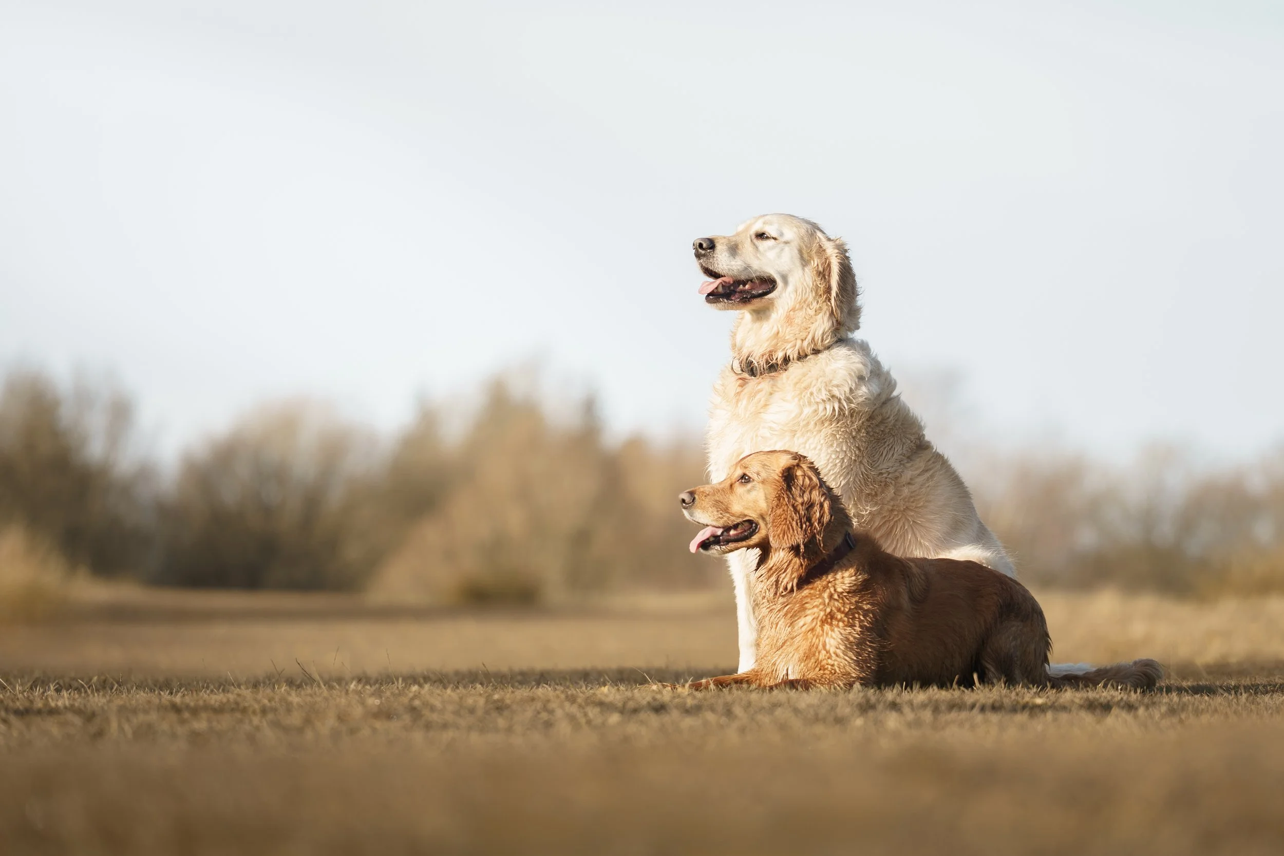 two retriever type dogs looking off camera in a field