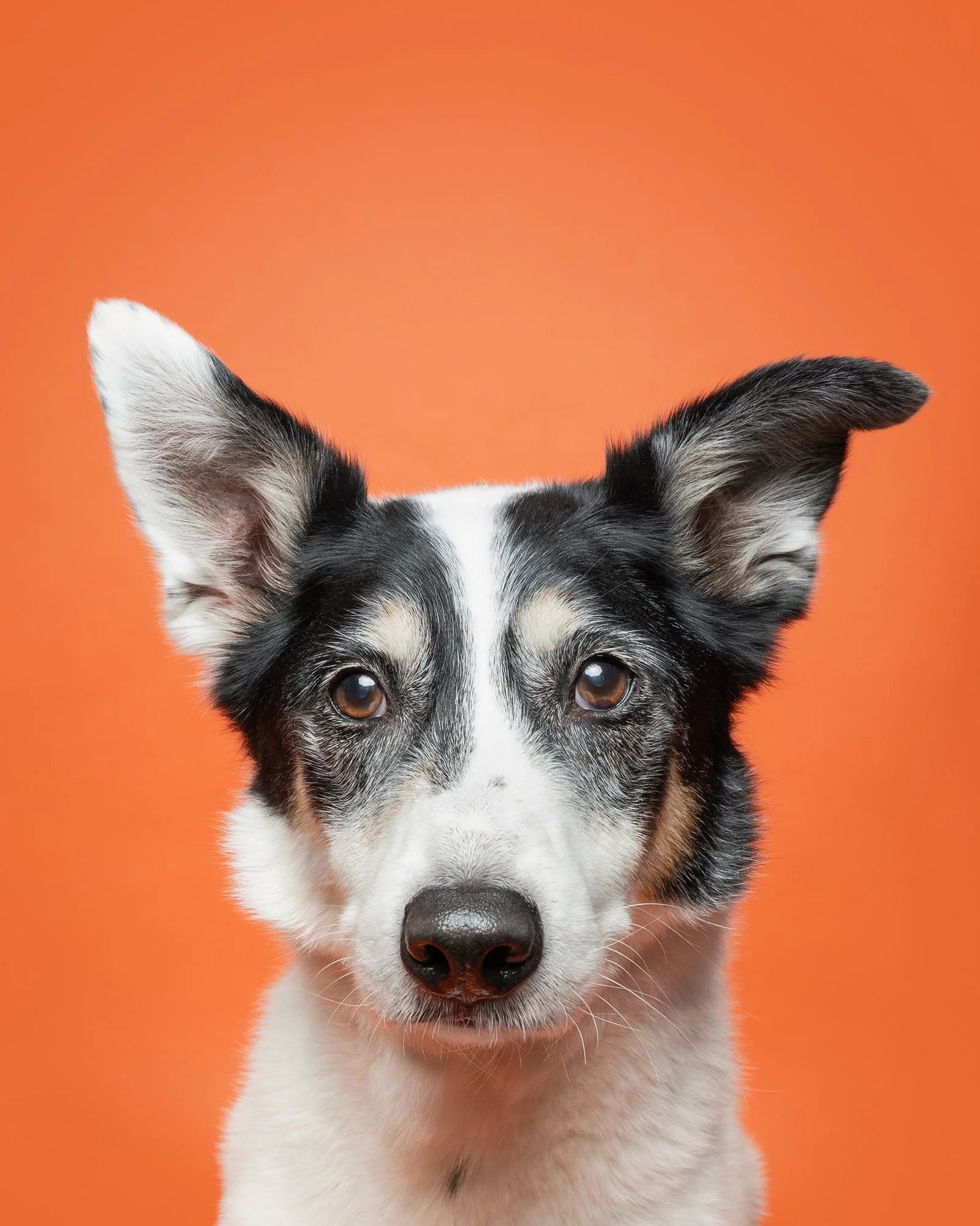 A cute puppy with a dappled brown and black coat, blue eyes, and long floppy ears standing on a light teal background.