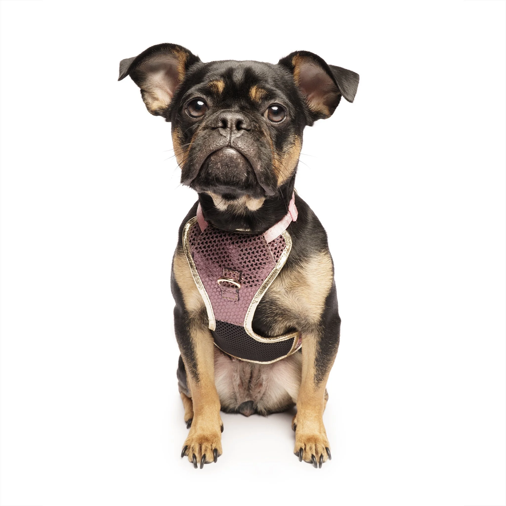 Set of two patterned bow ties and one collar with a matching patterned strap on a yellow background.