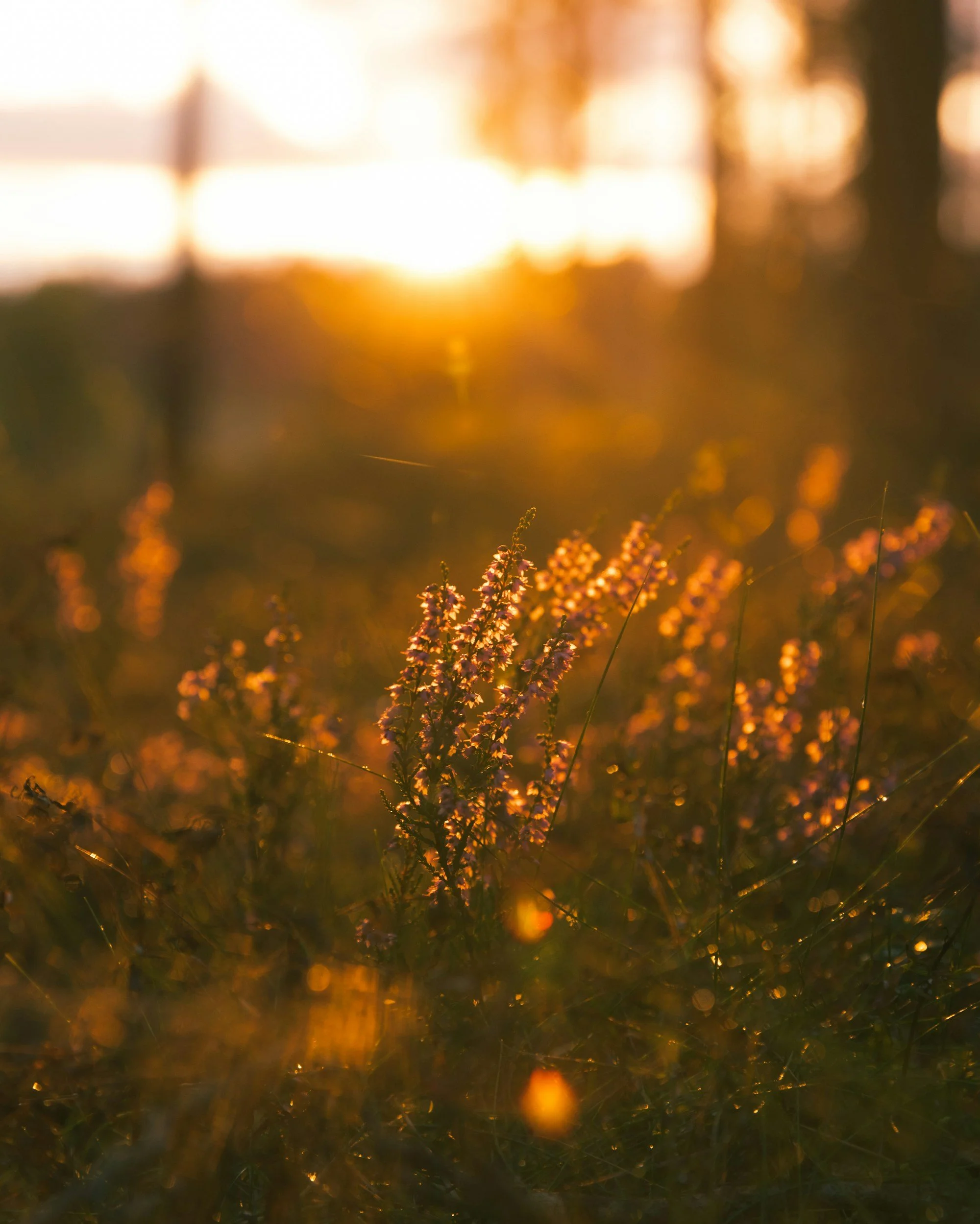 Sunset Foraging Walk and Optional Wood-Fired Sauna