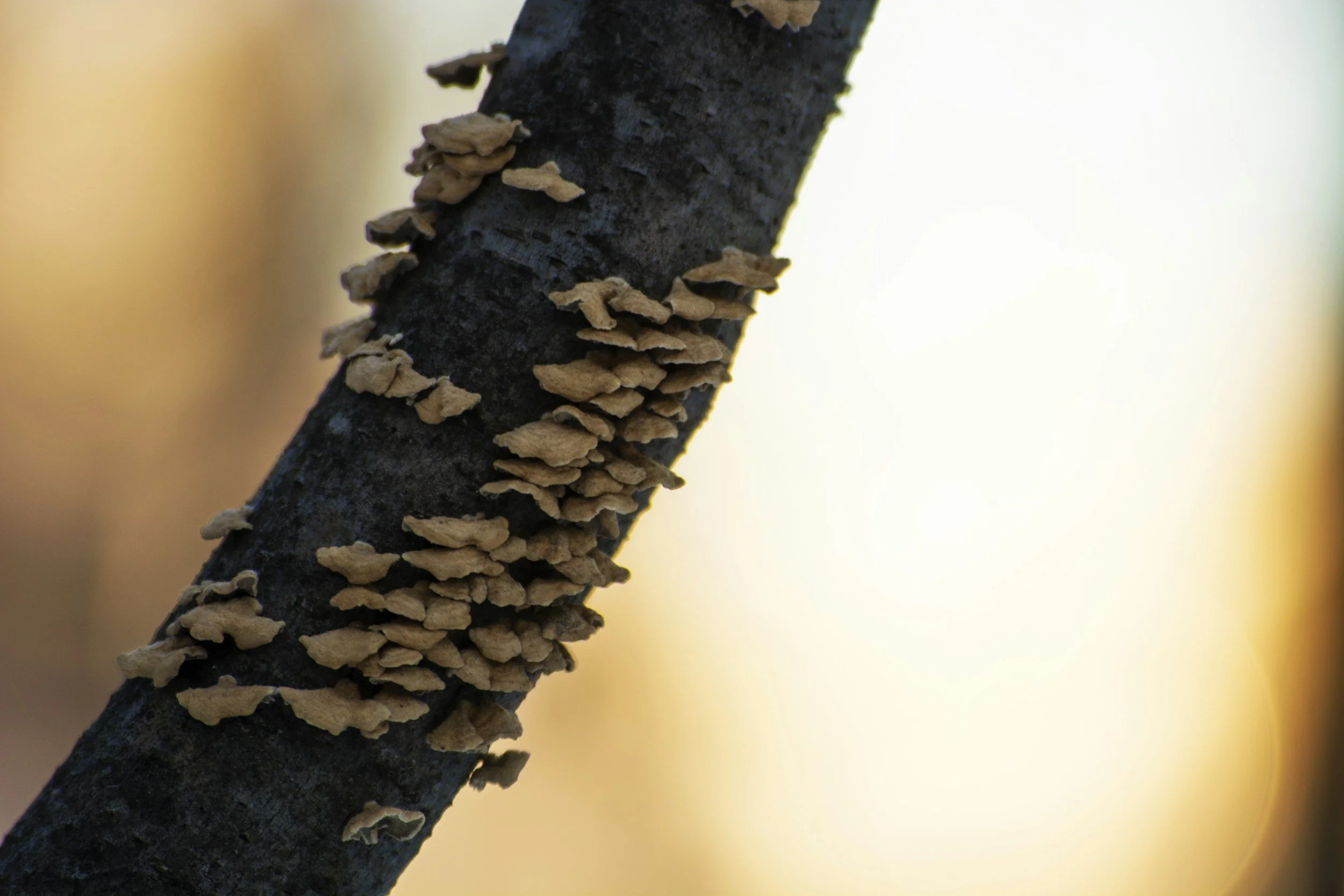 Evening Foraging Walk and Optional Wood-Fired Sauna