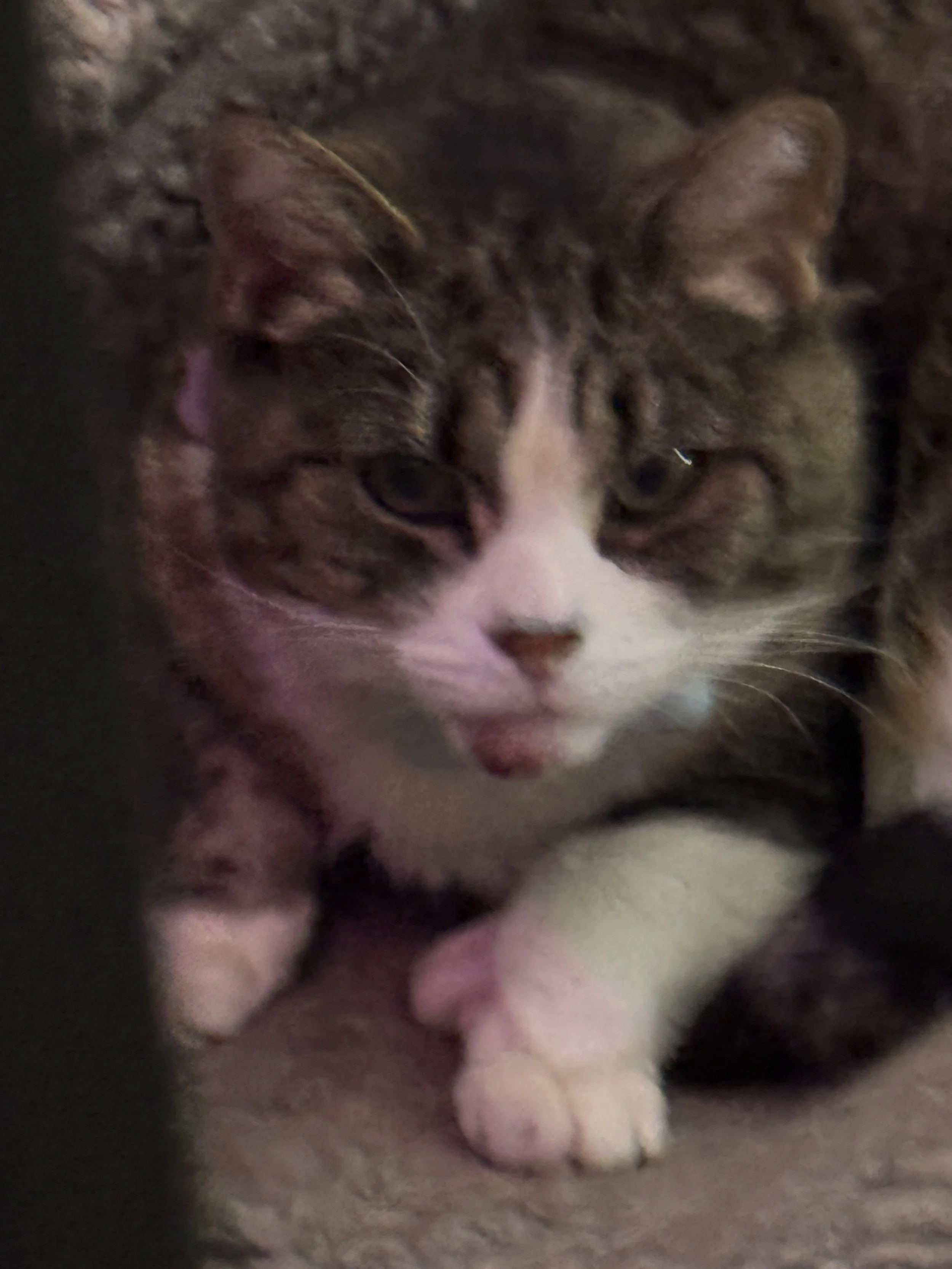 Jay Leno Called — He Wants My Cat’s Chin Back