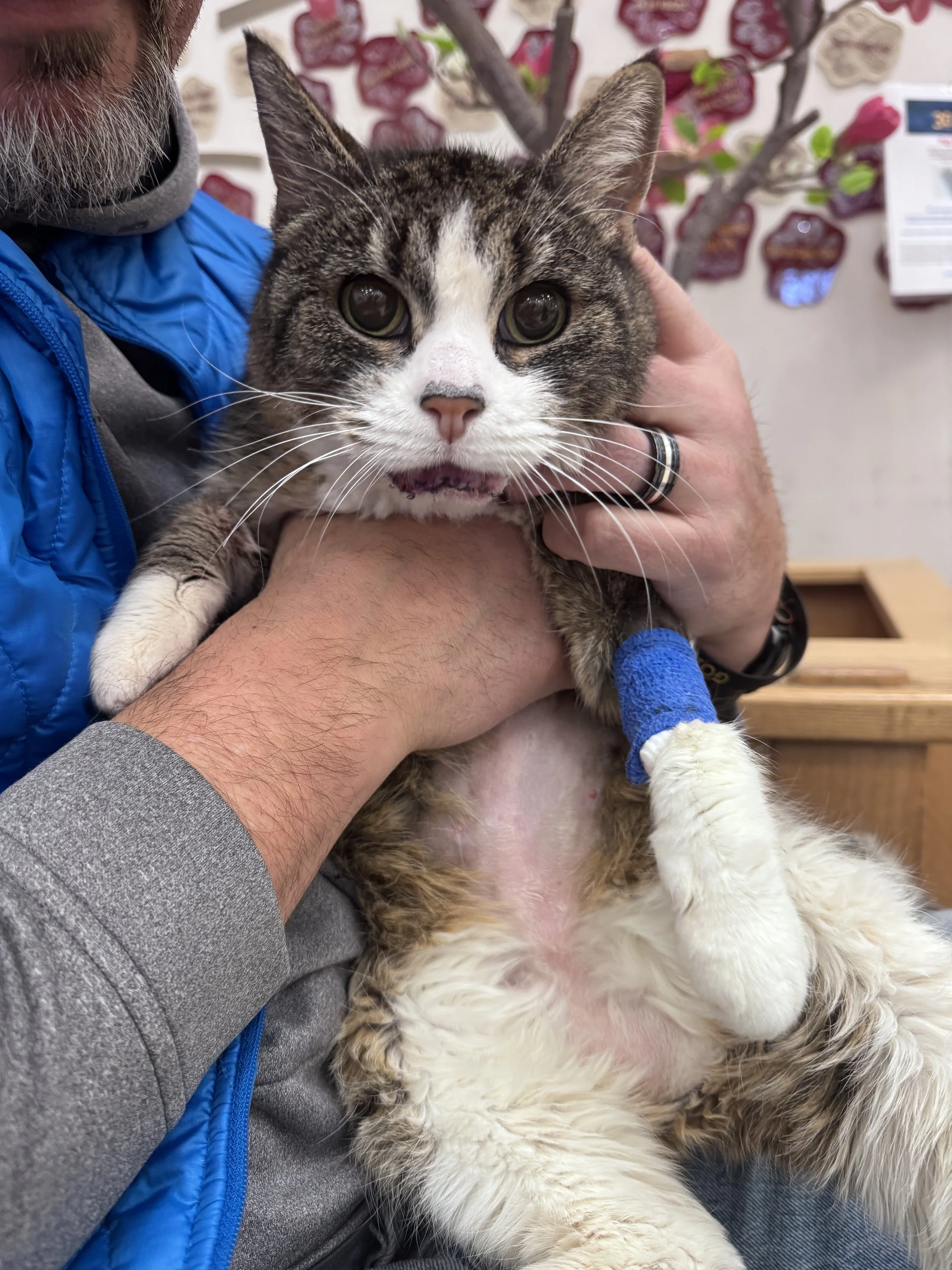 Harlie: Night, Day, and a Whole Lot of Attitude in Between