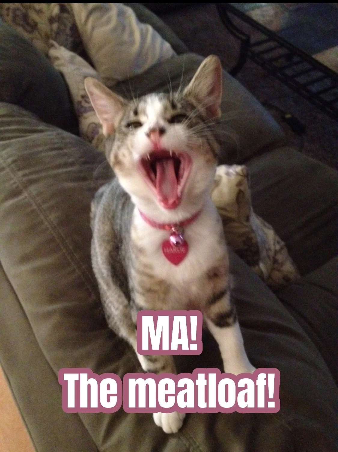 Harlie: Chin Up, Whiskers Forward (Radiation Era Activated)