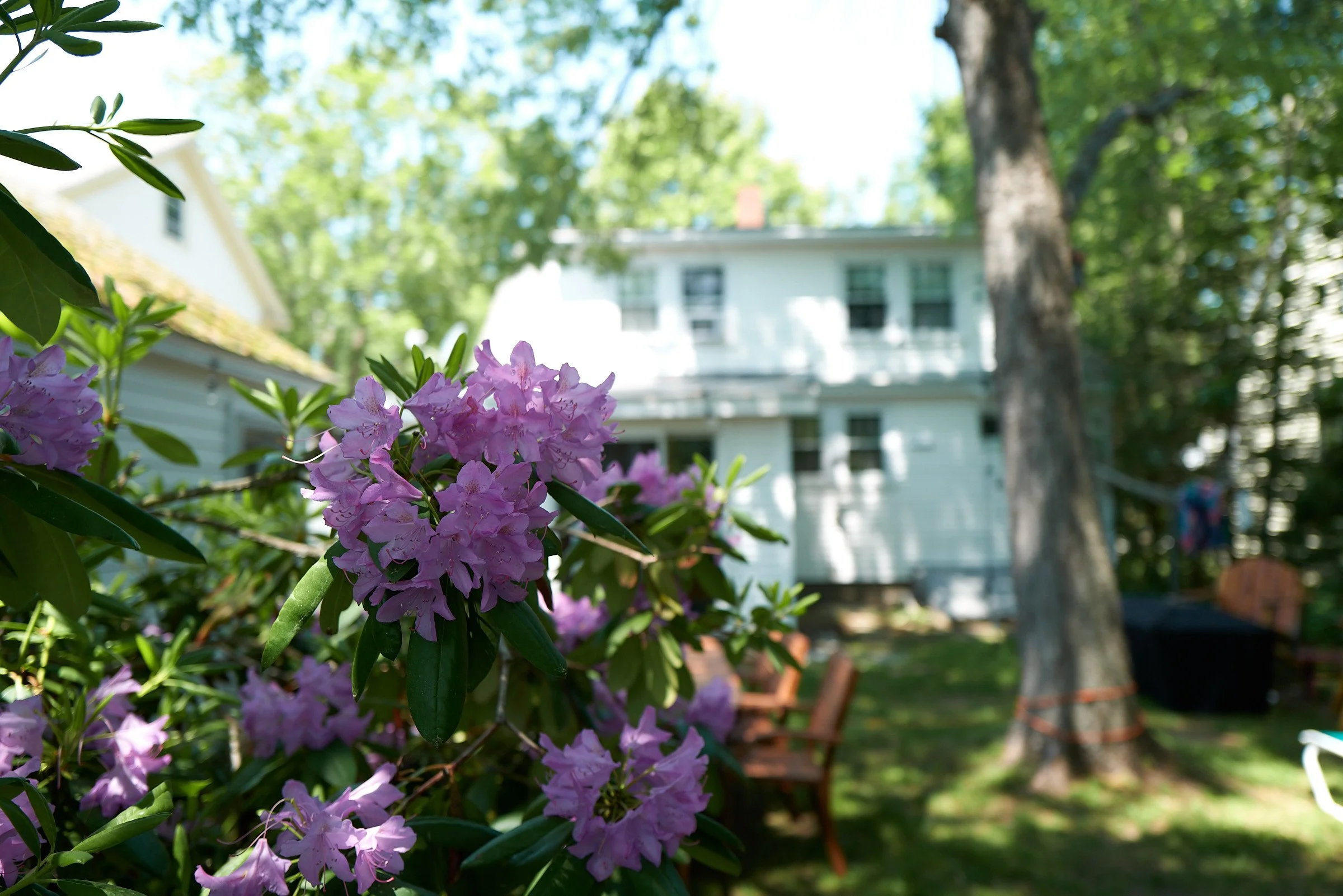 Close-up of pink rhododendron flowers in a backyard with a wooden chair and a white house in the background.