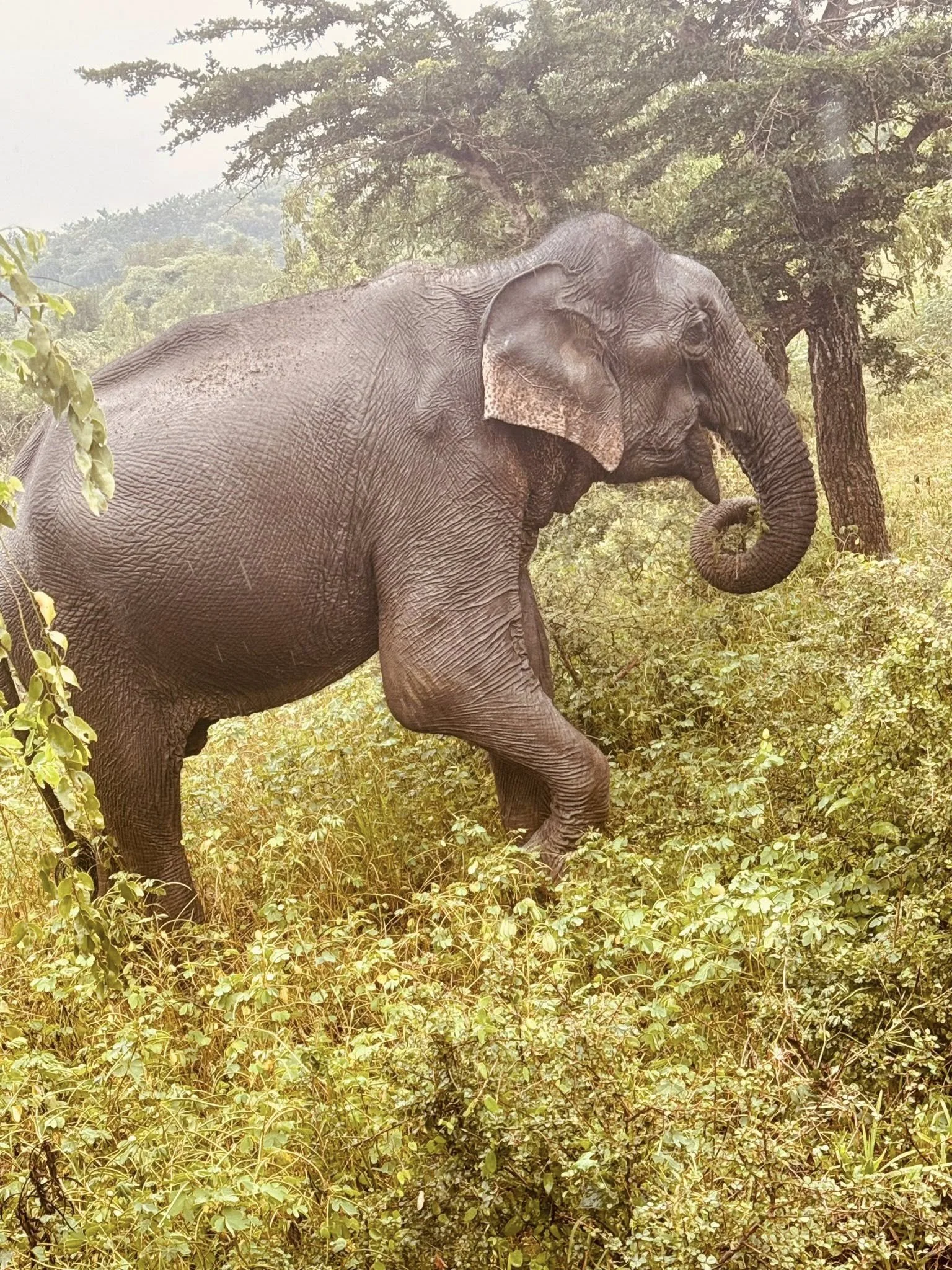 Sri Lanka and Abu Dhabi 