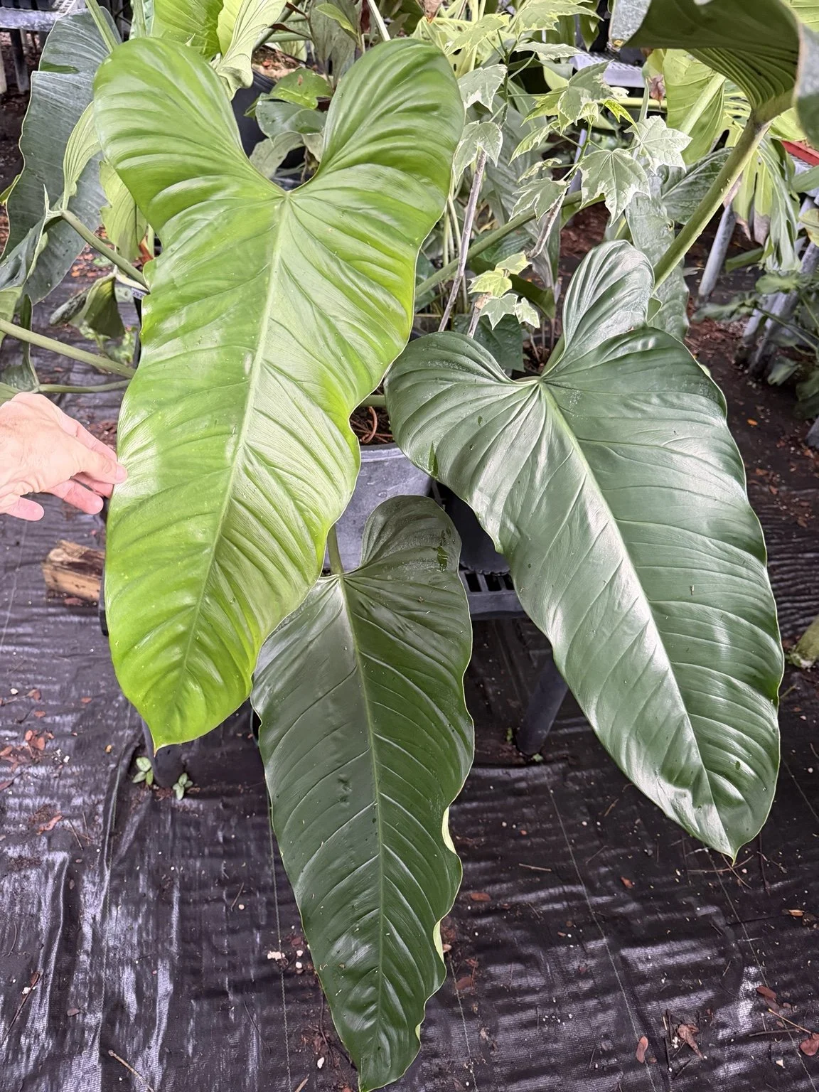Philo Sp. Colombia mother plant at Joyful Growers
