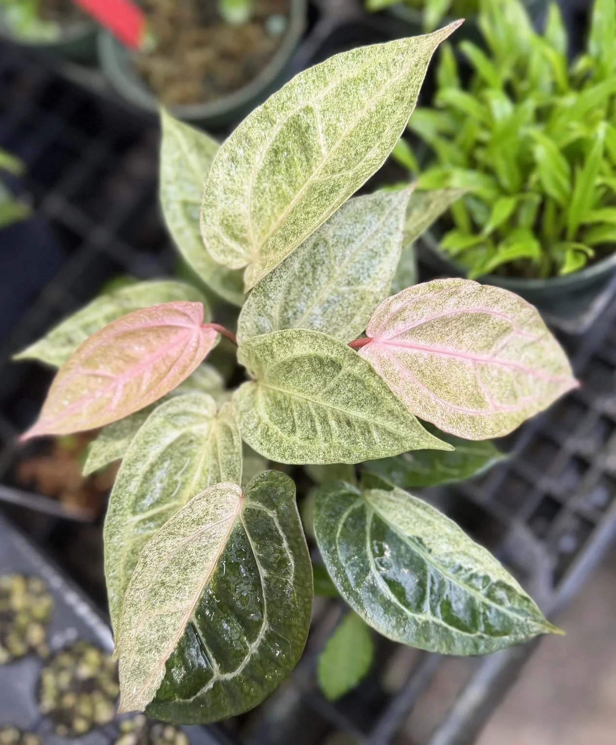 Anthurium Sam’s Dream x Self mother plant at Joyful Growers