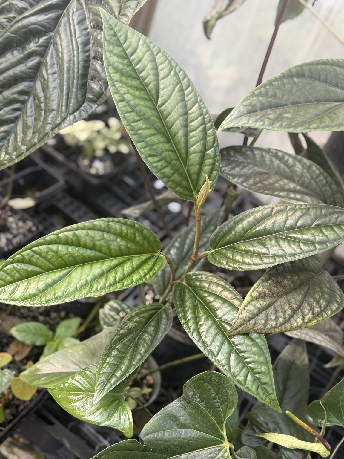 Piper Sp. Eastern Panama mother plant at Joyful Growers