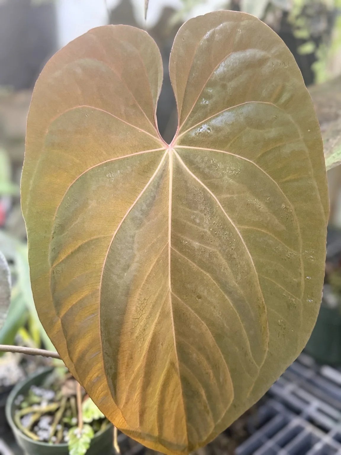 Anthurium Jessica complex noid mother plant at Joyful Growers
