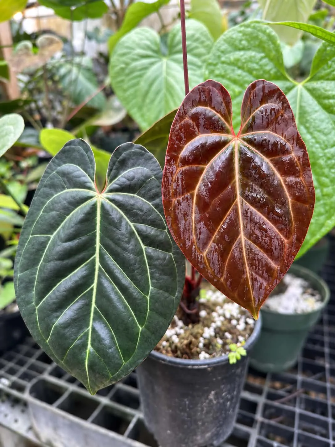 RA Besseae Aff #1 mother plant at Joyful Growers