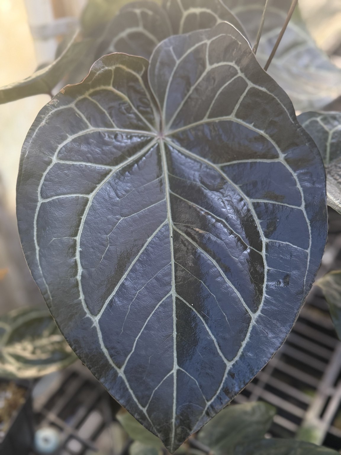 Red Crystallinum x Tim’s Black mother plant at Joyful Growers