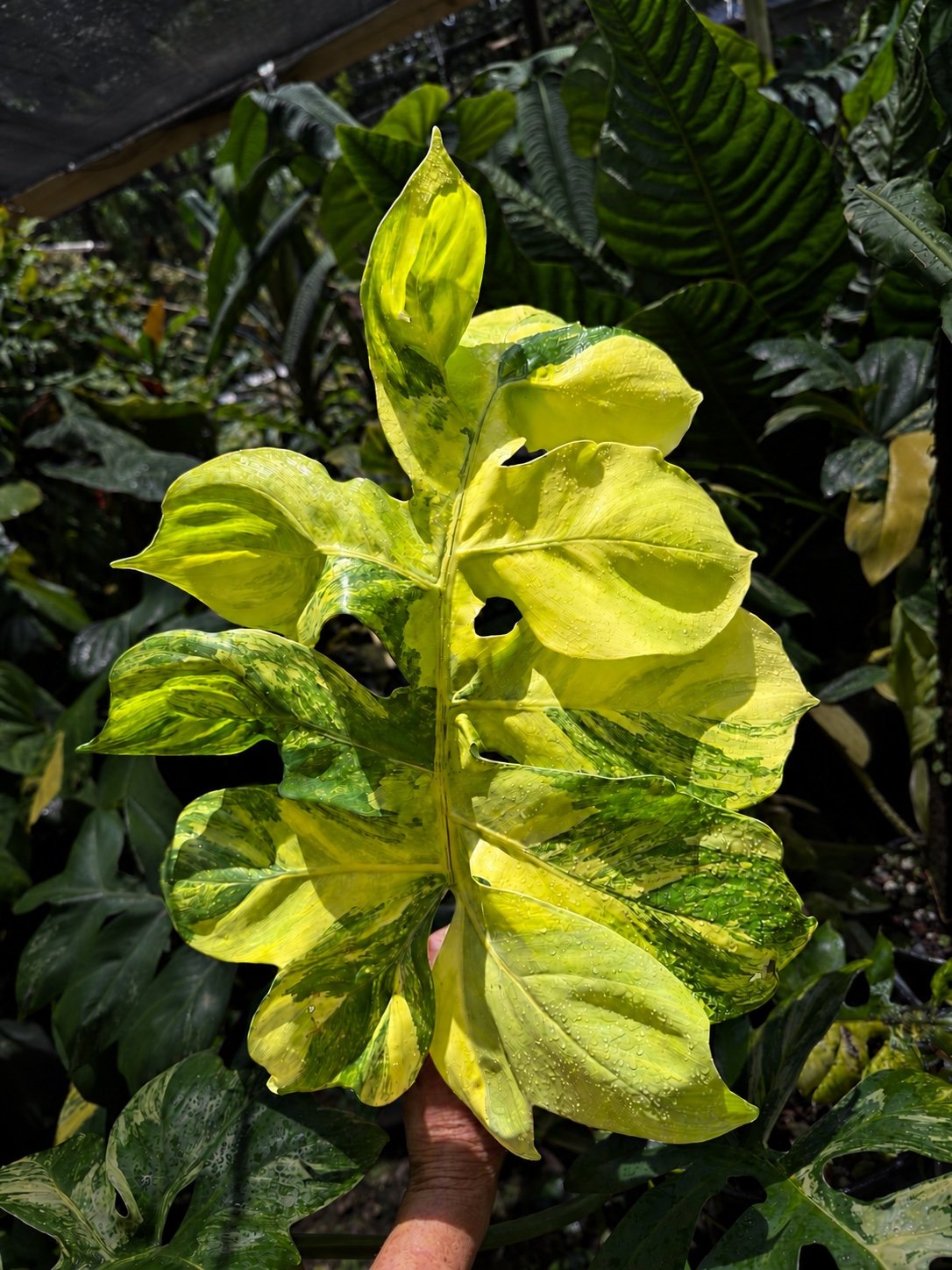 Variegated tropical foliage with bright yellow and green leaves