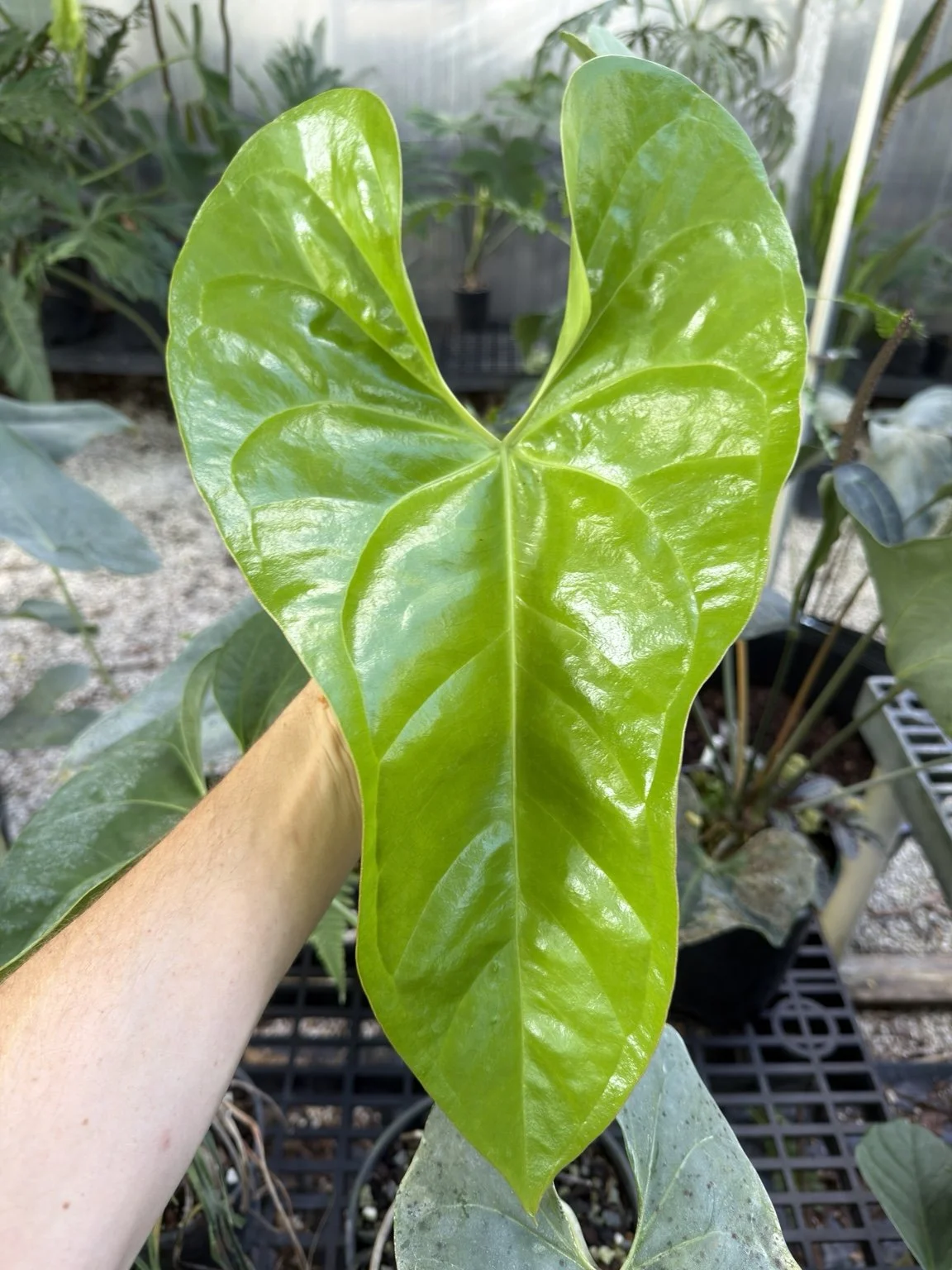 Anthurium lucens #1 mother plant at Joyful Growers