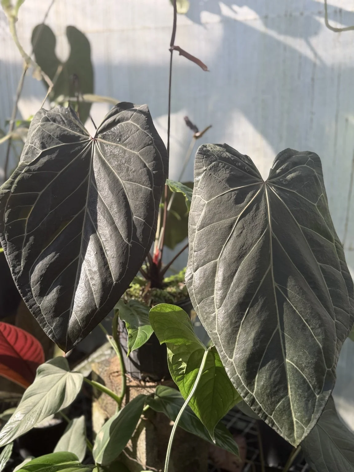 Anthurium Tim’s Black x (Griege x Red Crystal) #1 mother plant at Joyful Growers