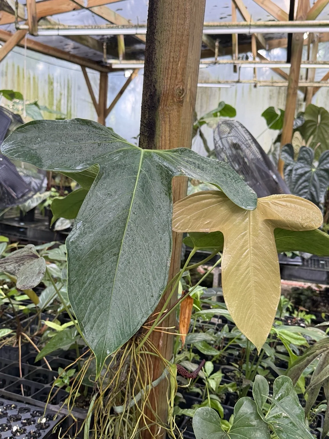 Anthurium rotundatum mother plant at Joyful Growers